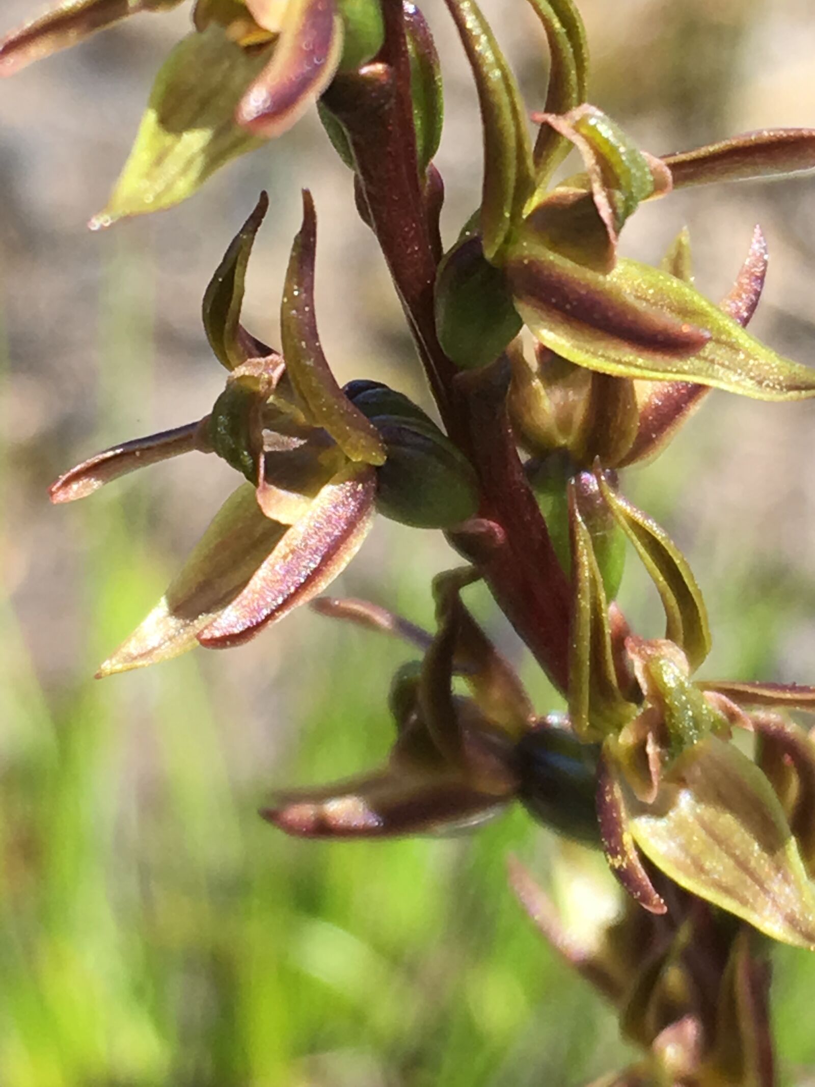 iPhone SE back camera 4.15mm f/2.2 sample photo. Spectacular, wild, orchid photography