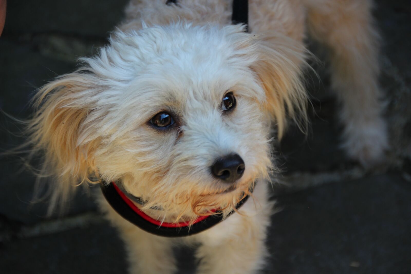 Canon EOS 600D (Rebel EOS T3i / EOS Kiss X5) sample photo. Dog, domestic dog, hybrid photography