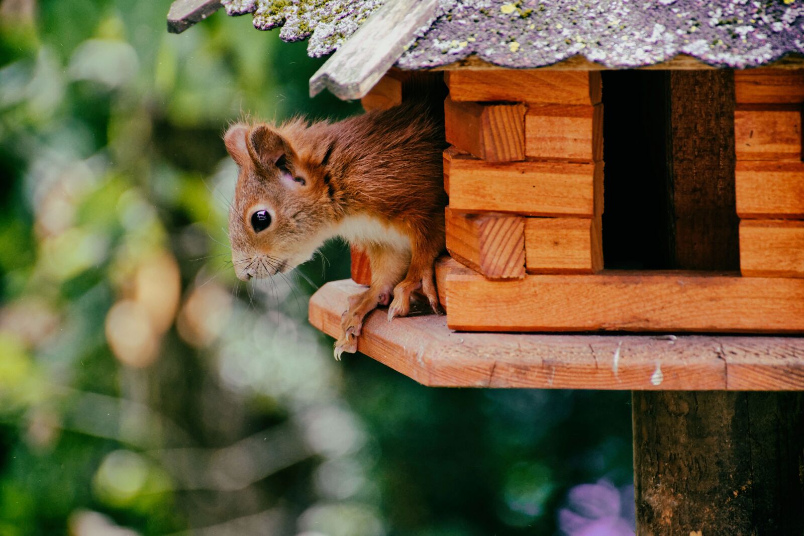 Nikon D7200 sample photo. Squirrel, nager, cute photography