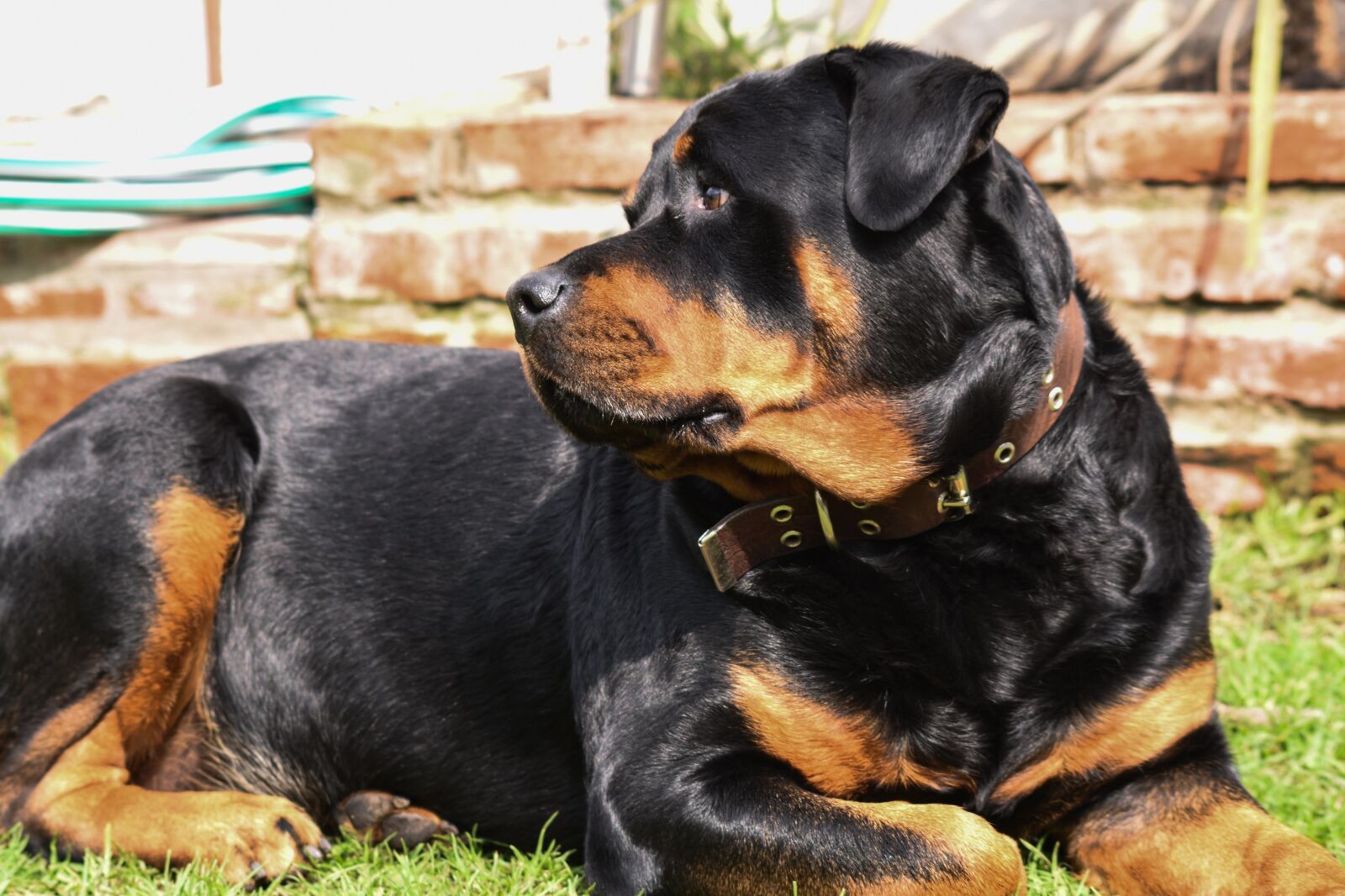 Nikon D5500 sample photo. Nice, pet, animalia photography