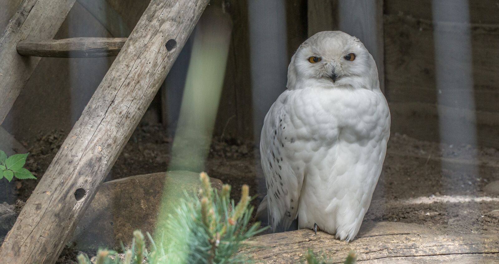 Sony a6000 + Sony E PZ 18-105mm F4 G OSS sample photo. Owl, bird, animal world photography