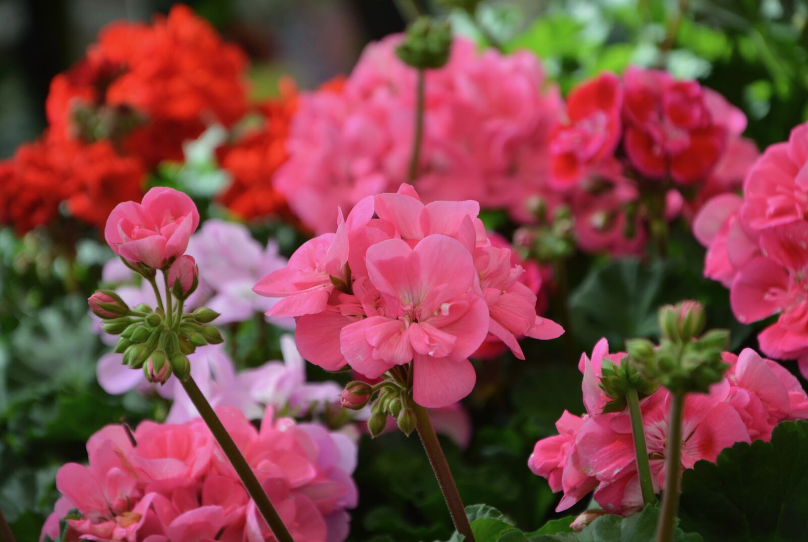 Nikon D5200 sample photo. Flower, plant, garden photography