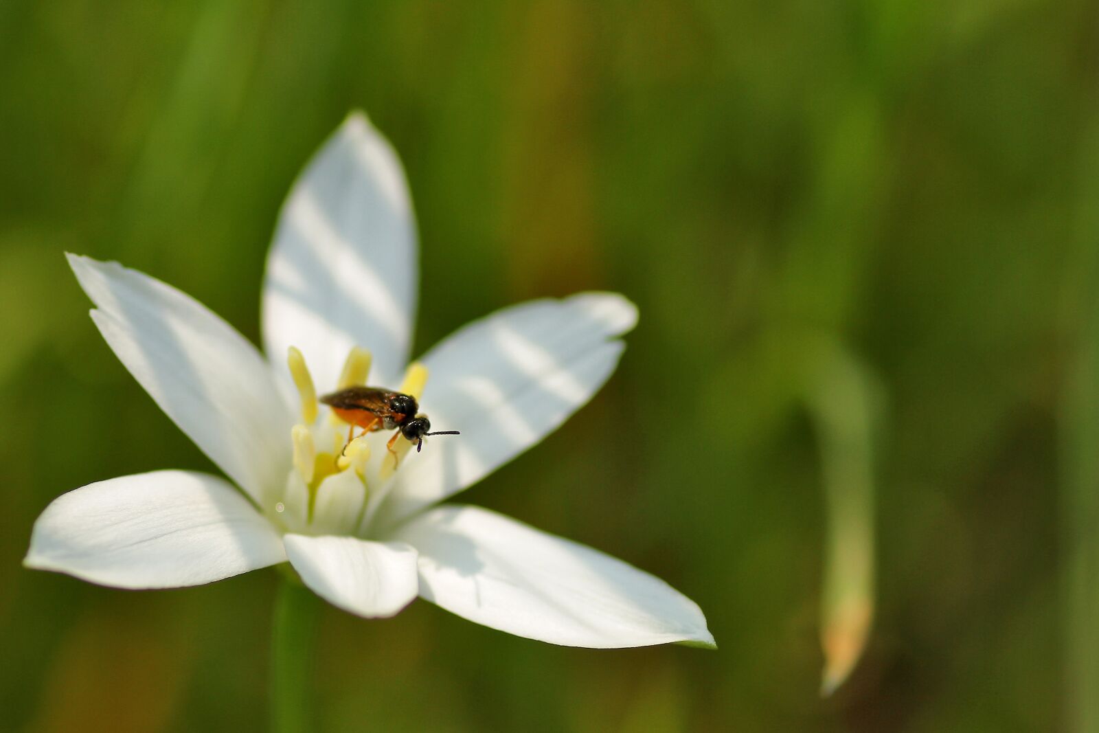 Canon EOS 7D sample photo. Flower, nature, plant photography