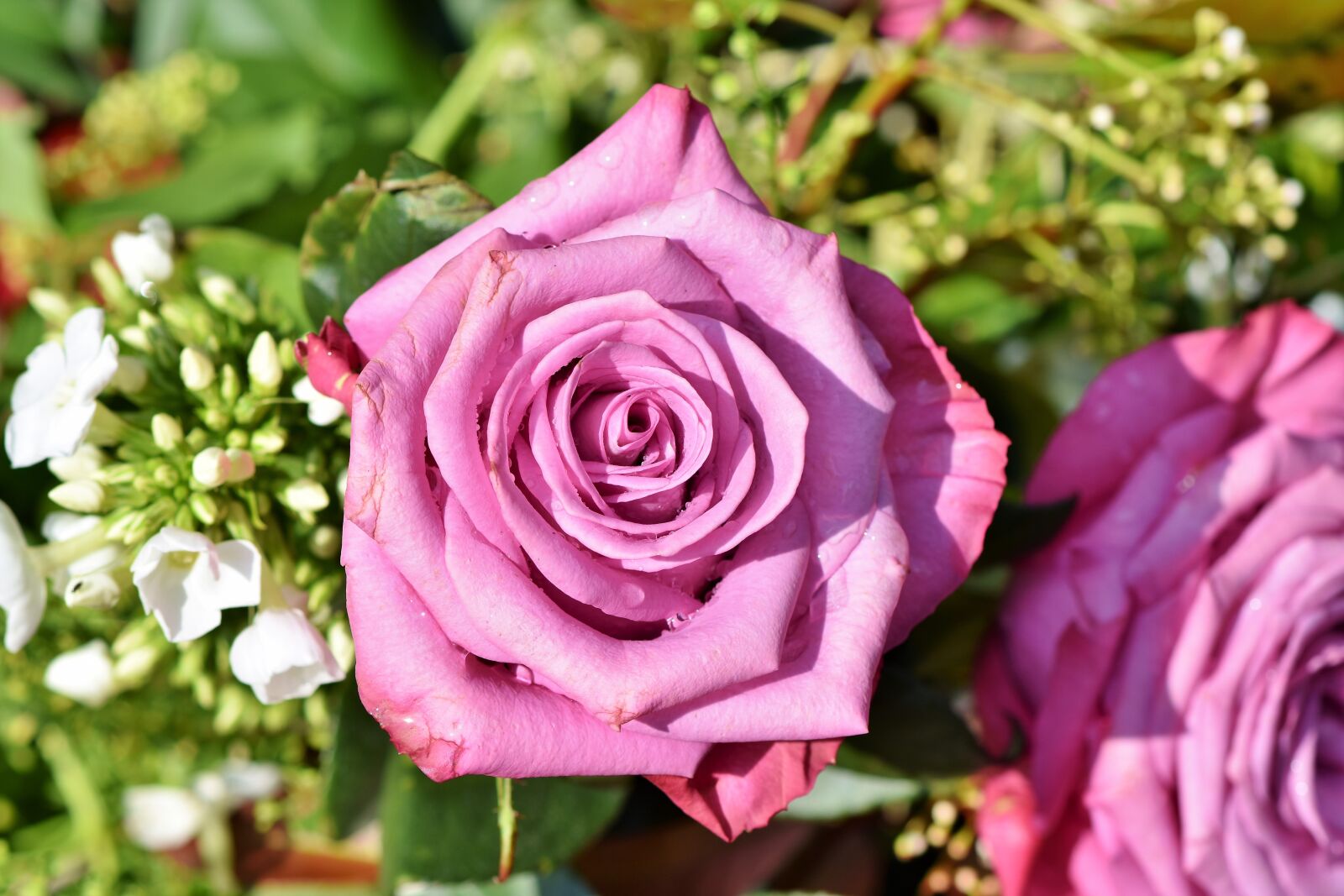 Nikon D7200 sample photo. Rose, rose bloom, pink photography