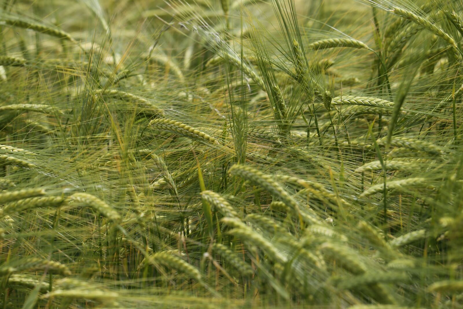 Canon EF 70-300 F4-5.6 IS II USM sample photo. Barley in wind, green photography