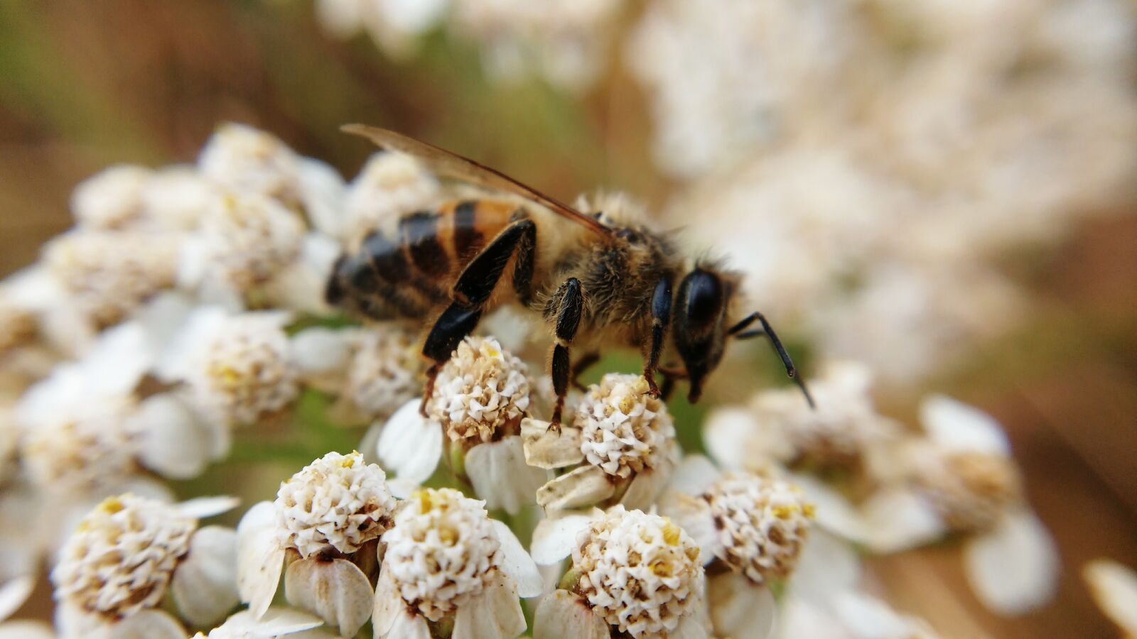 Motorola MotoG3 sample photo. Bee, plant, macro photography