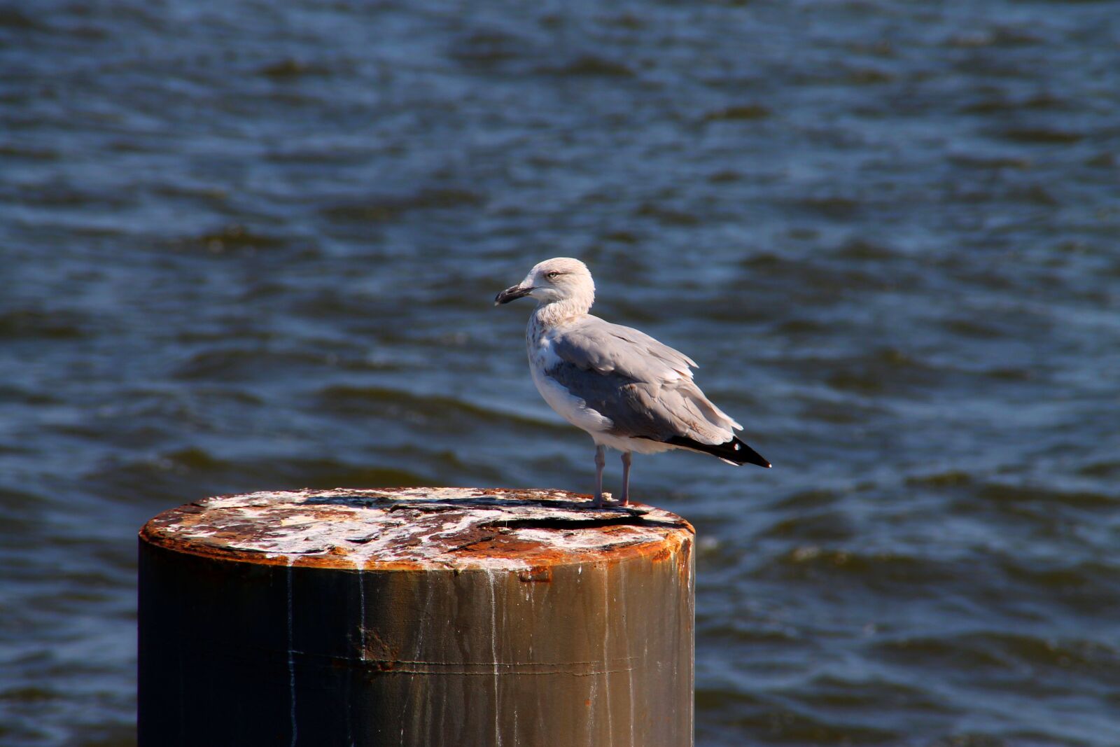 Canon EOS 1100D (EOS Rebel T3 / EOS Kiss X50) sample photo. Water, beach, baltic sea photography