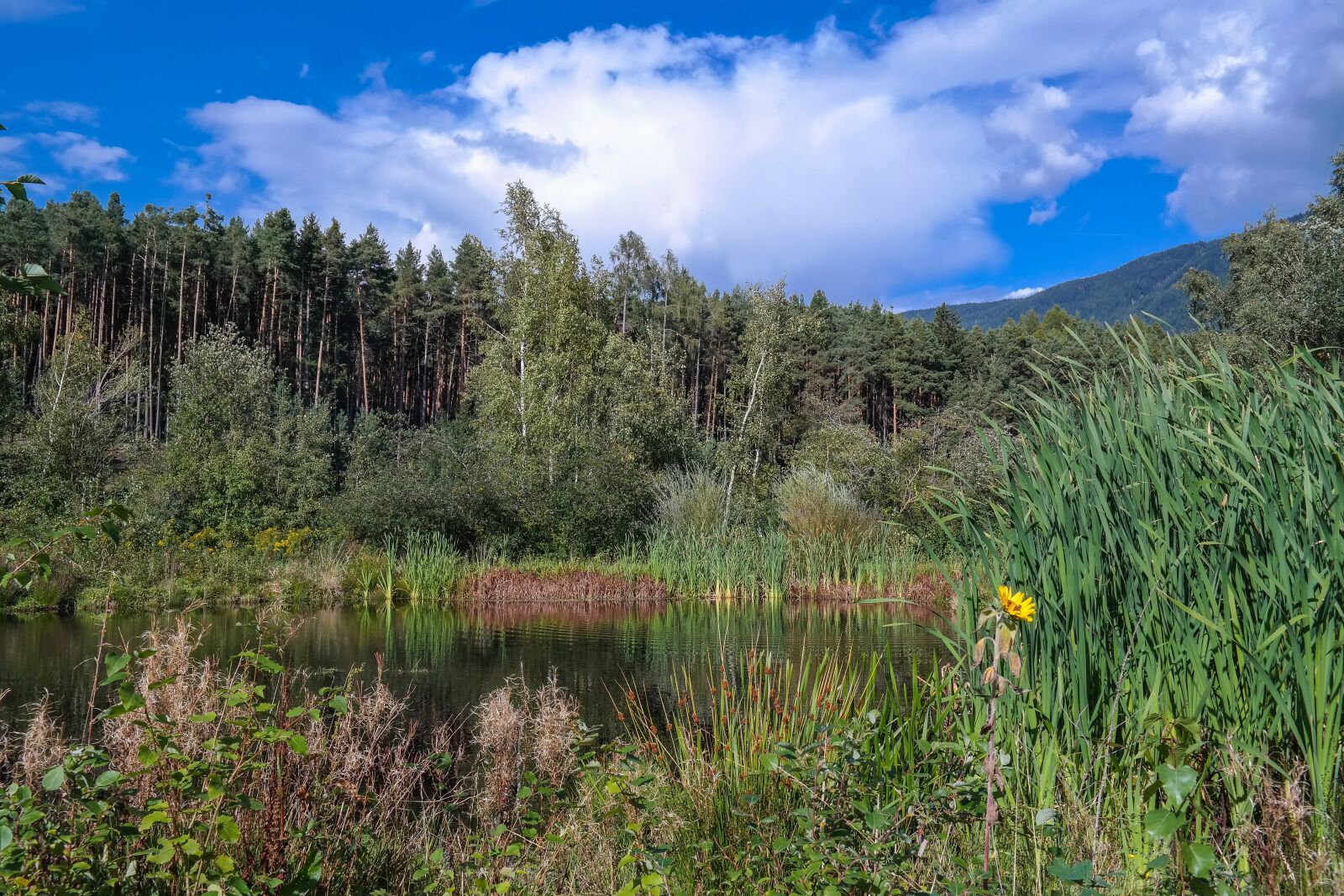 Samsung NX300 sample photo. Zussis biotope, south tyrol photography