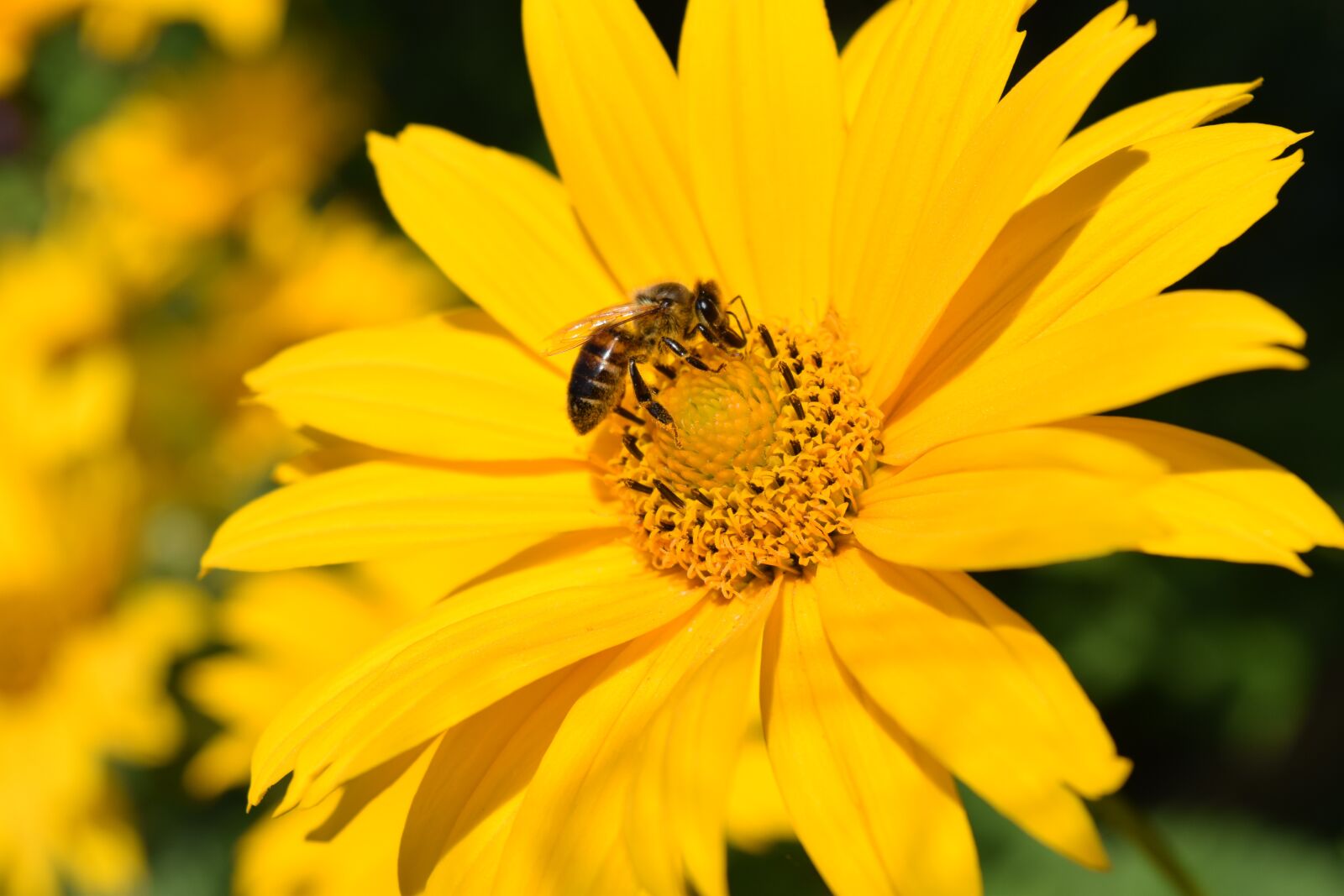 Nikon D3300 sample photo. Helianthus decapetalus, perennial sunflower photography