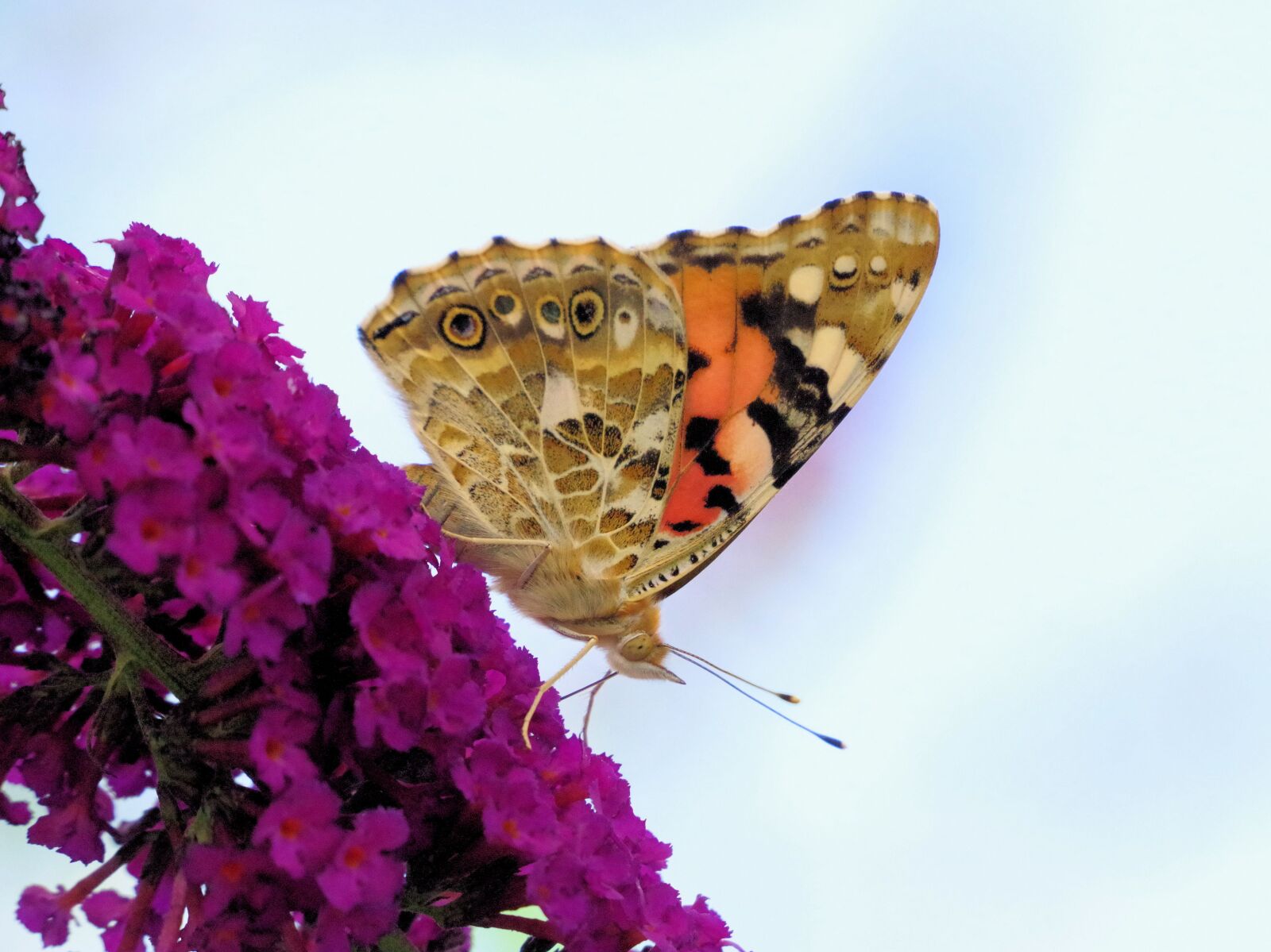 Pentax K-70 sample photo. Butterfly, vanessa cardui, insect photography
