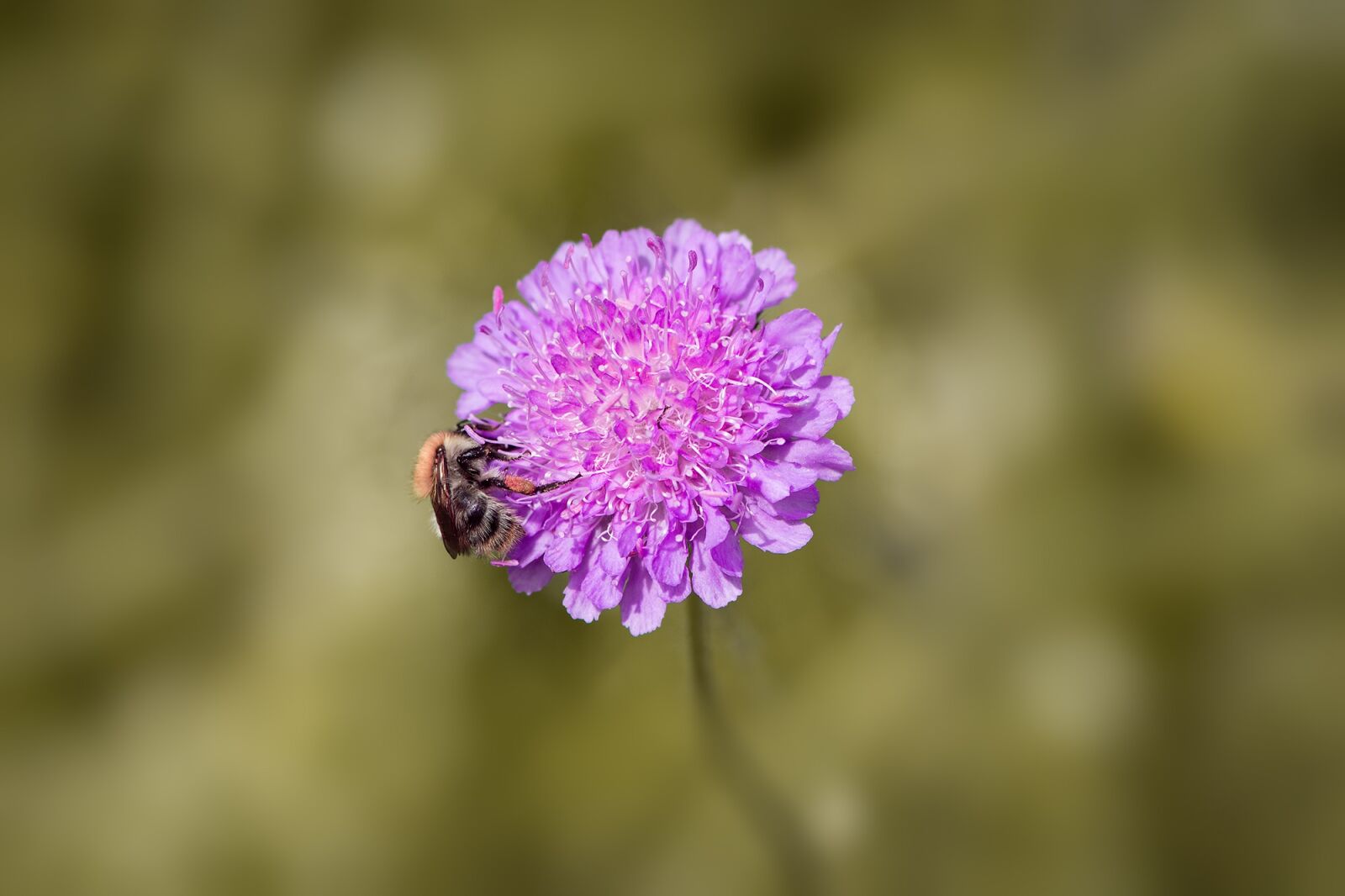 Nikon D7100 sample photo. Deaf-skabiose, scabiosa columbaria, caprifoliaceae photography