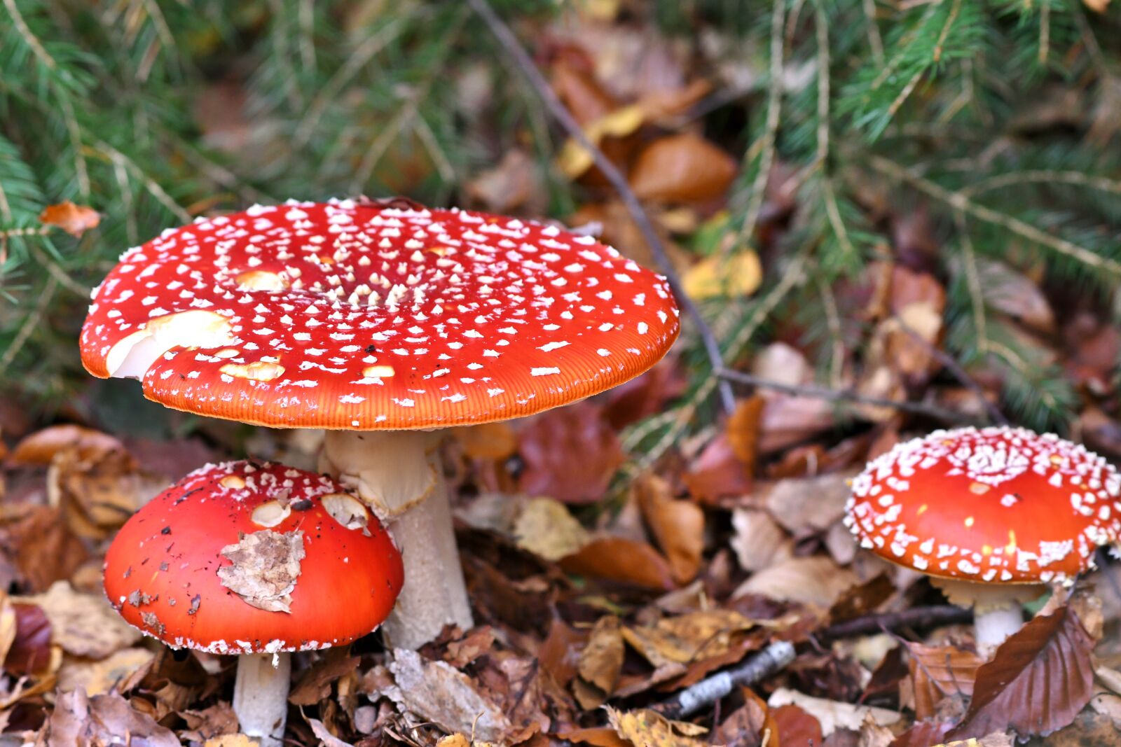 Nikon D500 sample photo. Mushrooms, fly agaric, autumn photography