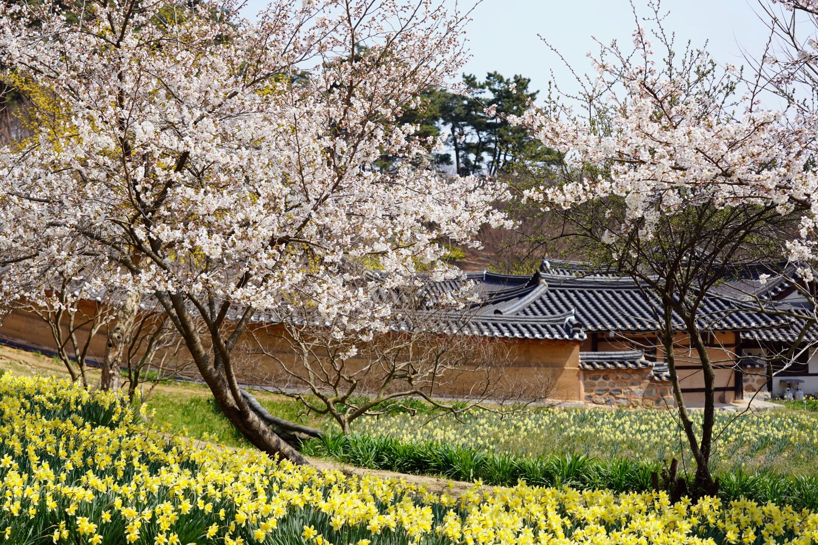 Sony a7R III sample photo. Korea, tile house, daffodil photography