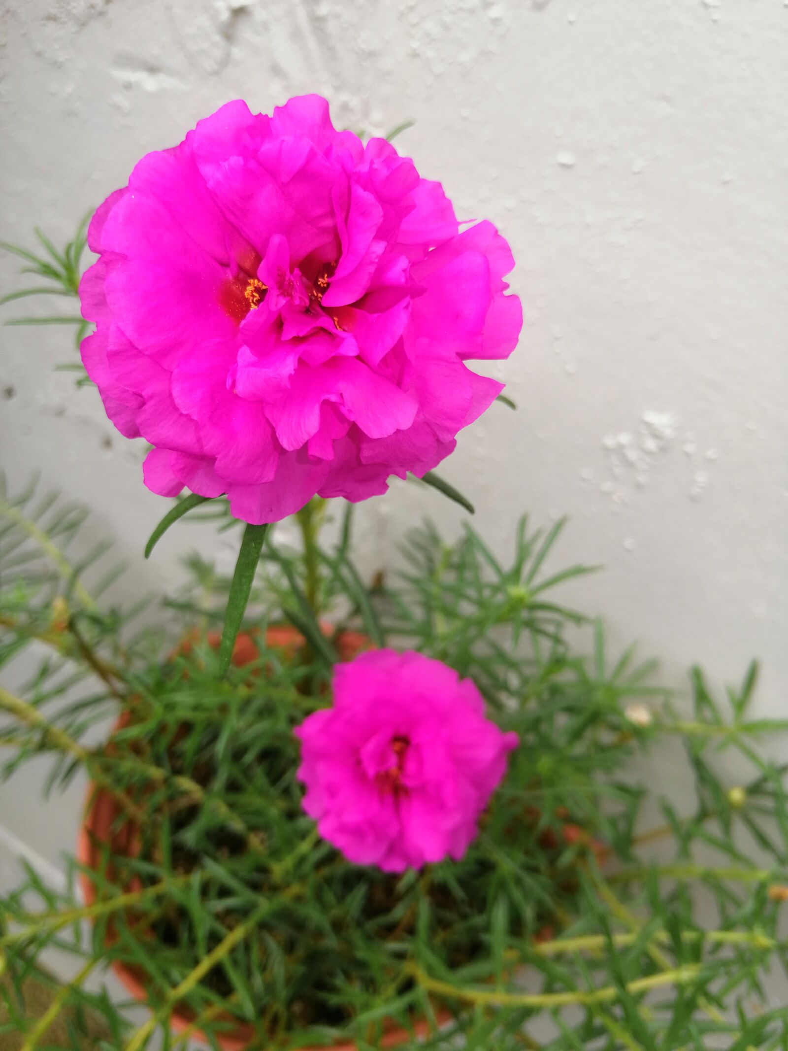 HUAWEI SNE-LX3 sample photo. Flower, flor, garden photography