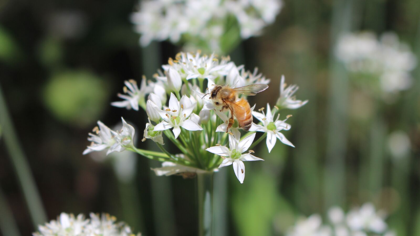 Canon EOS 700D (EOS Rebel T5i / EOS Kiss X7i) sample photo. Pollination, honeybee, yellow photography