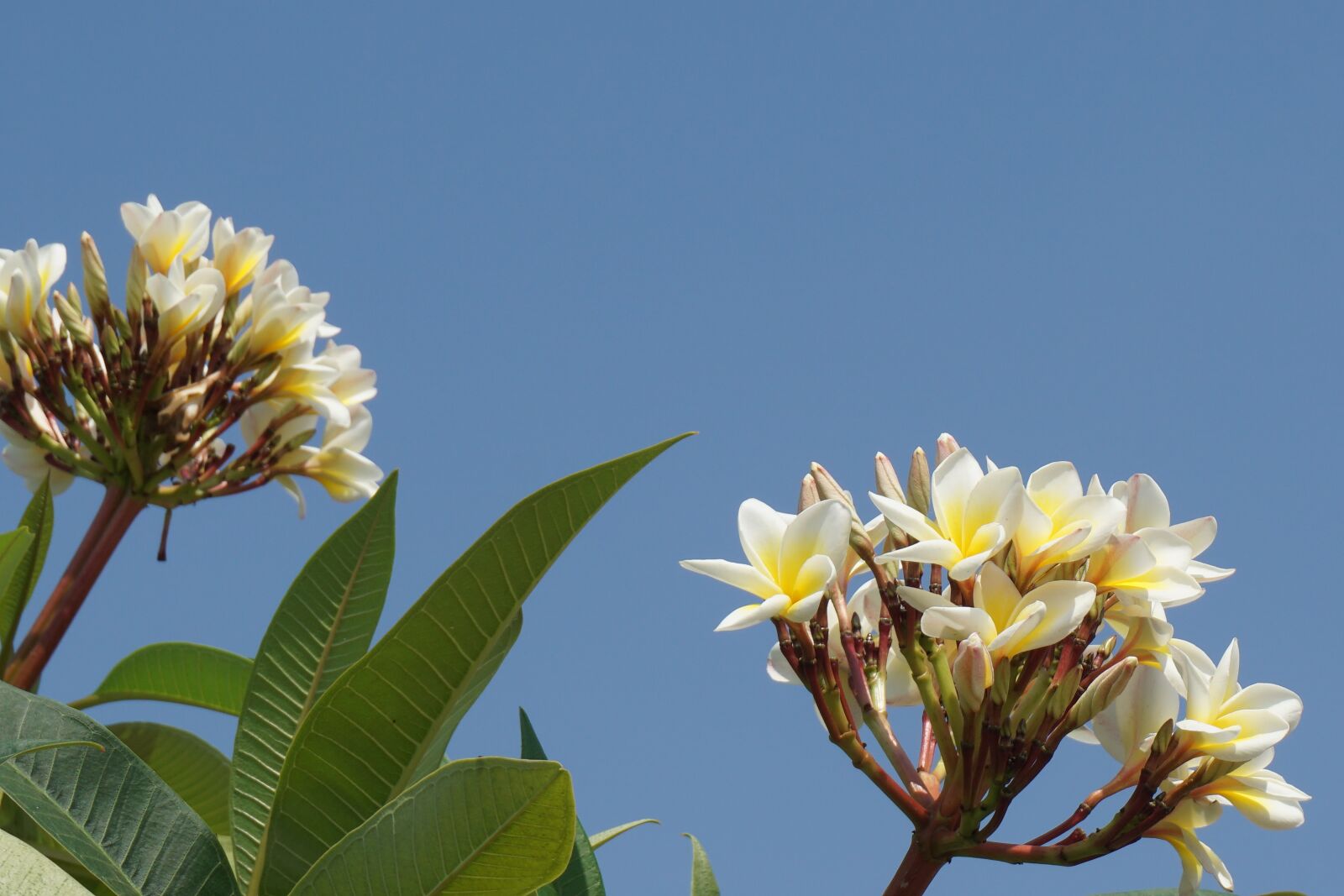 Sony a5100 sample photo. Frangipani, champa laos, white photography