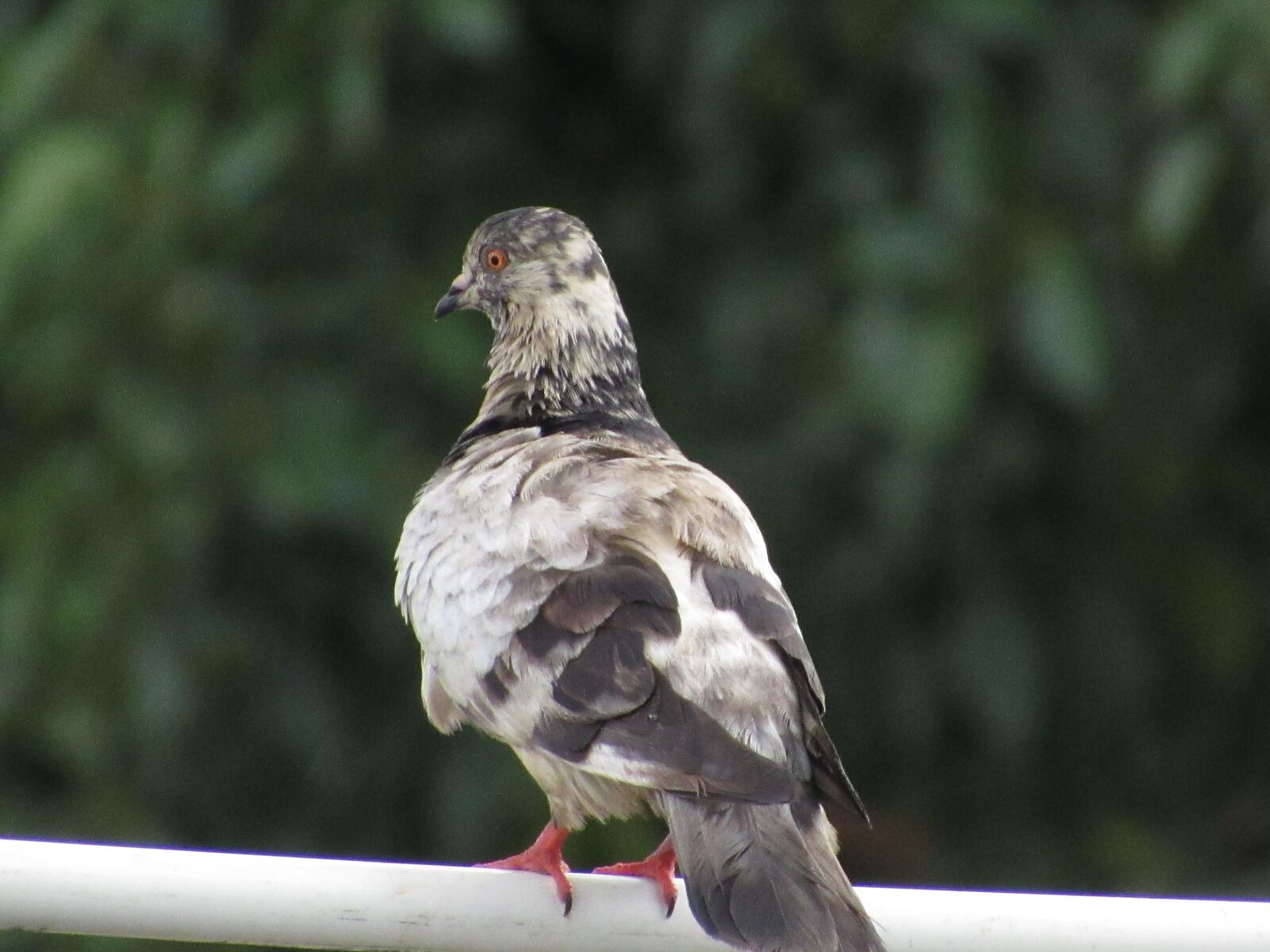 Canon PowerShot SX530 HS sample photo. Paloma, ave, bird photography