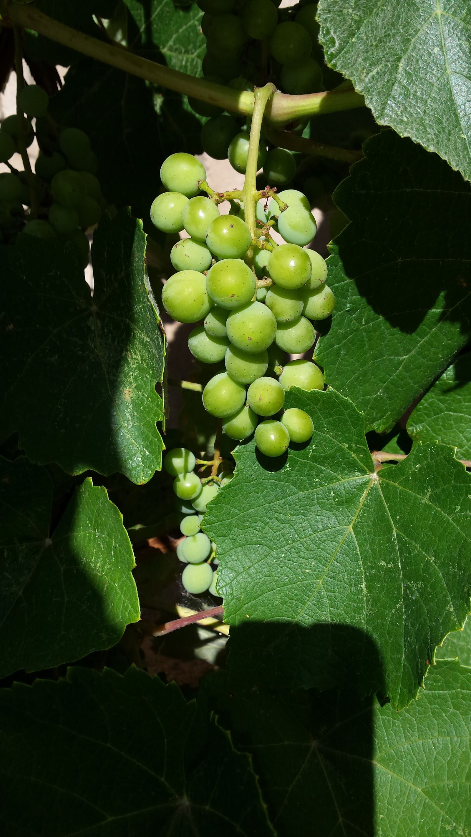 Samsung Galaxy S4 sample photo. Grapes, fruit, garden photography