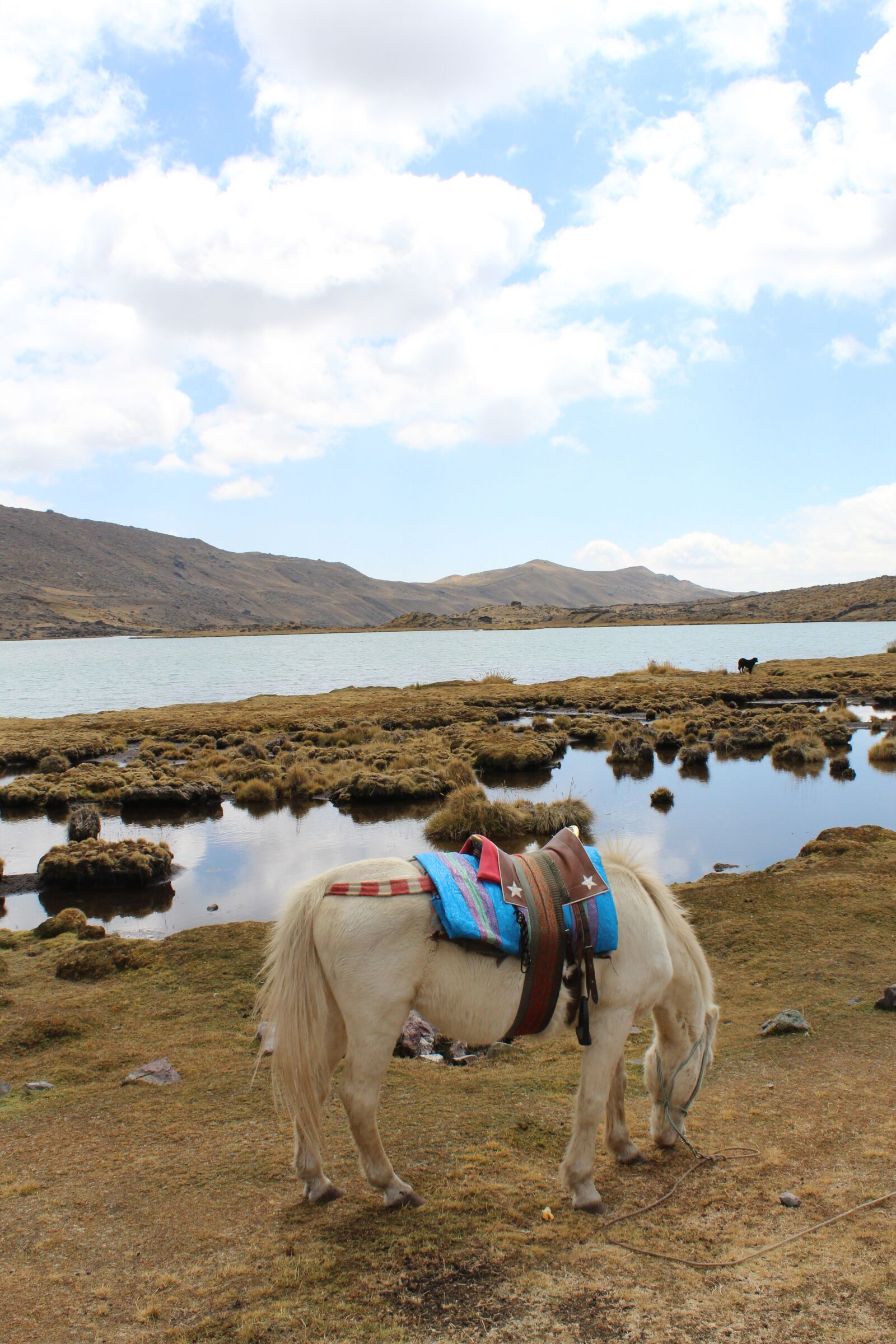 Canon EOS 1300D (EOS Rebel T6 / EOS Kiss X80) sample photo. Horse, laguna, landscape photography
