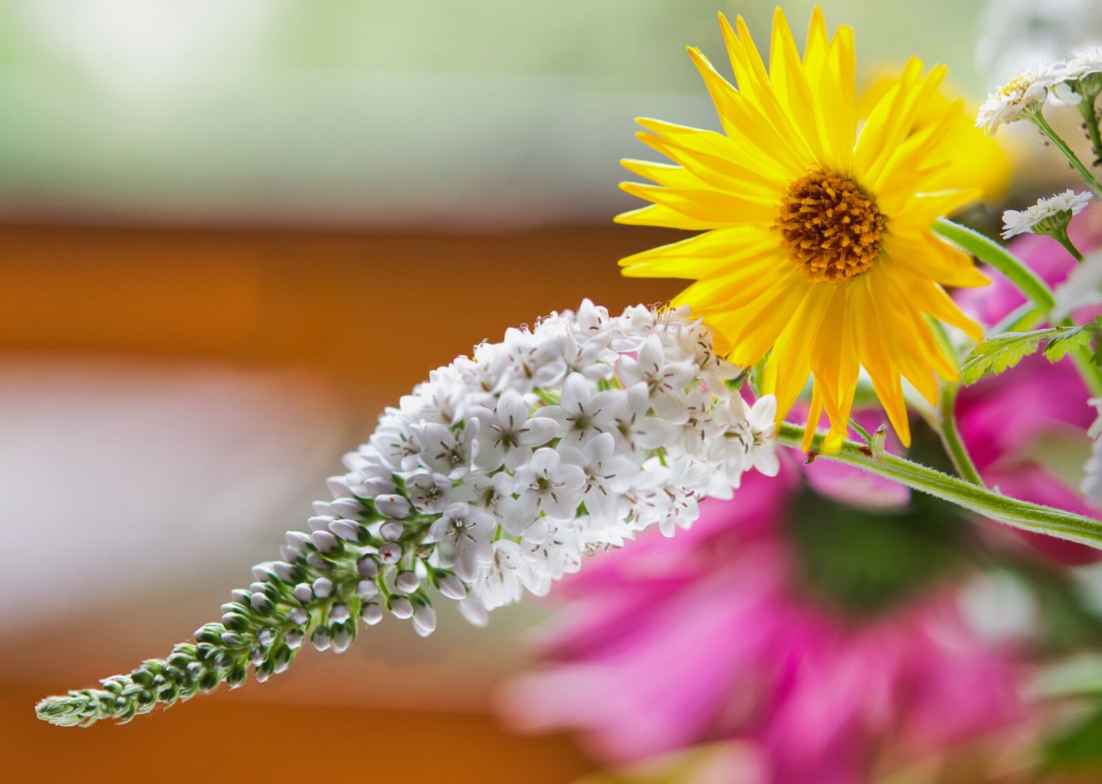 Nikon D5300 sample photo. Loosestrife, marigold, flower photography