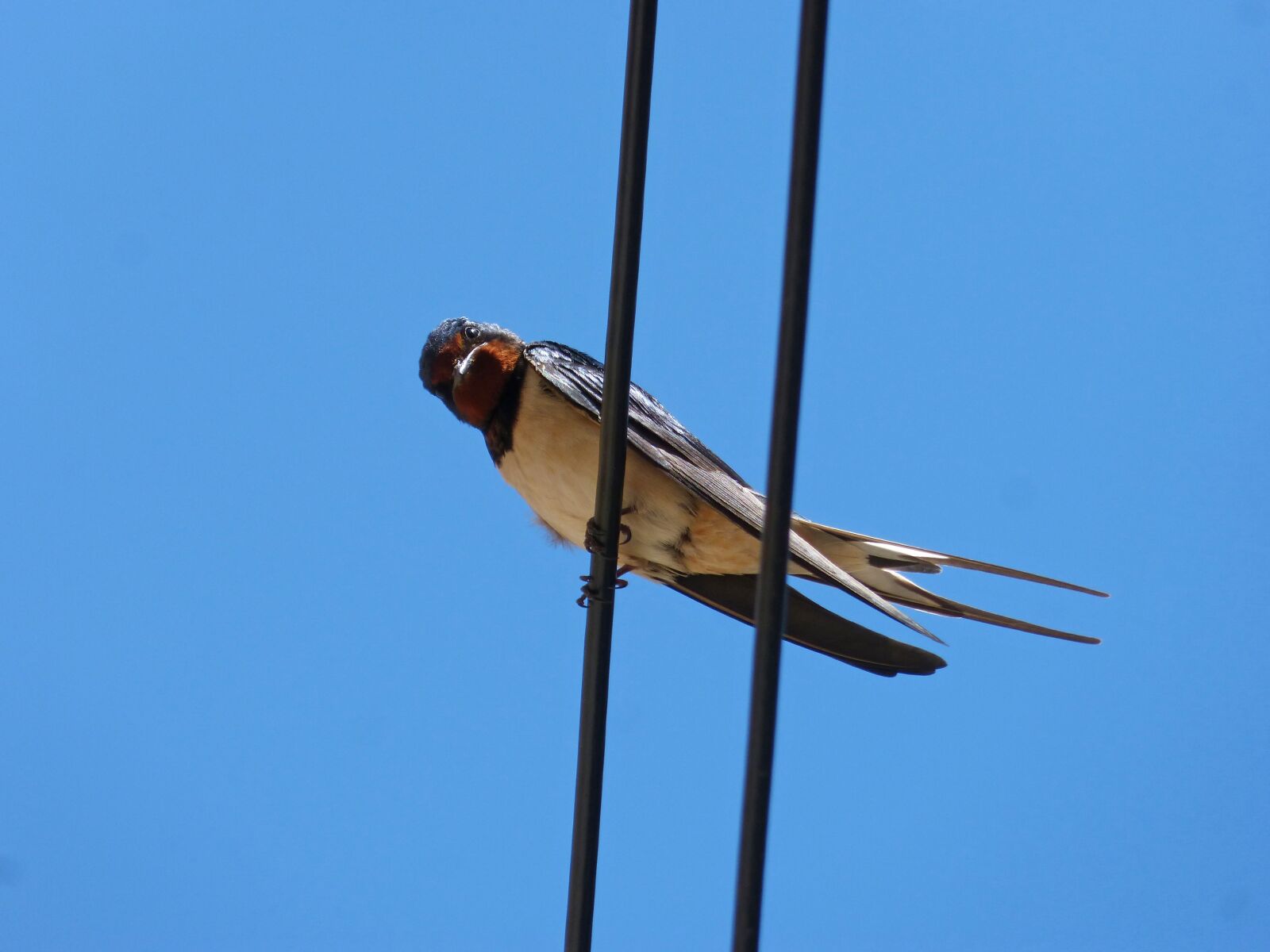 Panasonic DMC-FZ62 sample photo. Swallow, cables, lookout photography