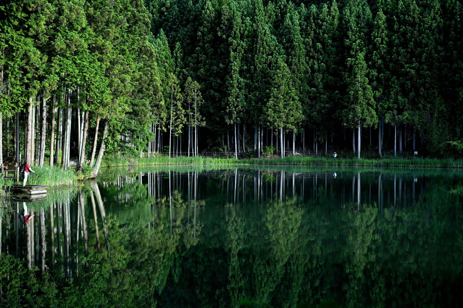 Nikon Nikkor Z 24-70mm F2.8 S sample photo. Pond, reflection, water photography