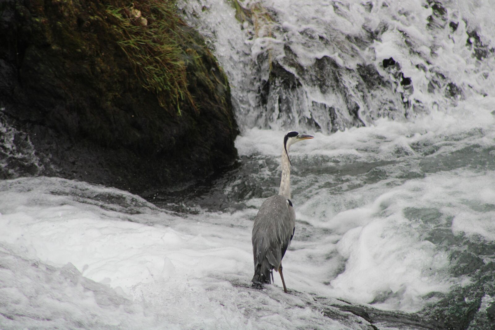 Canon EOS 2000D (EOS Rebel T7 / EOS Kiss X90 / EOS 1500D) sample photo. Heron, water, fall photography