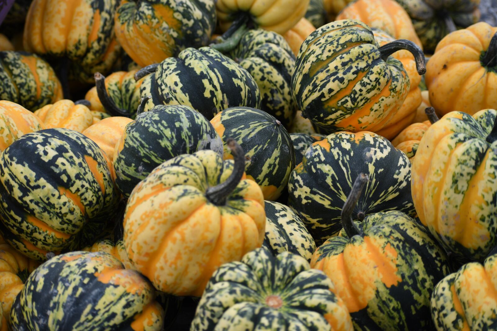 Nikon D500 sample photo. Pumpkin, patch, harvest photography