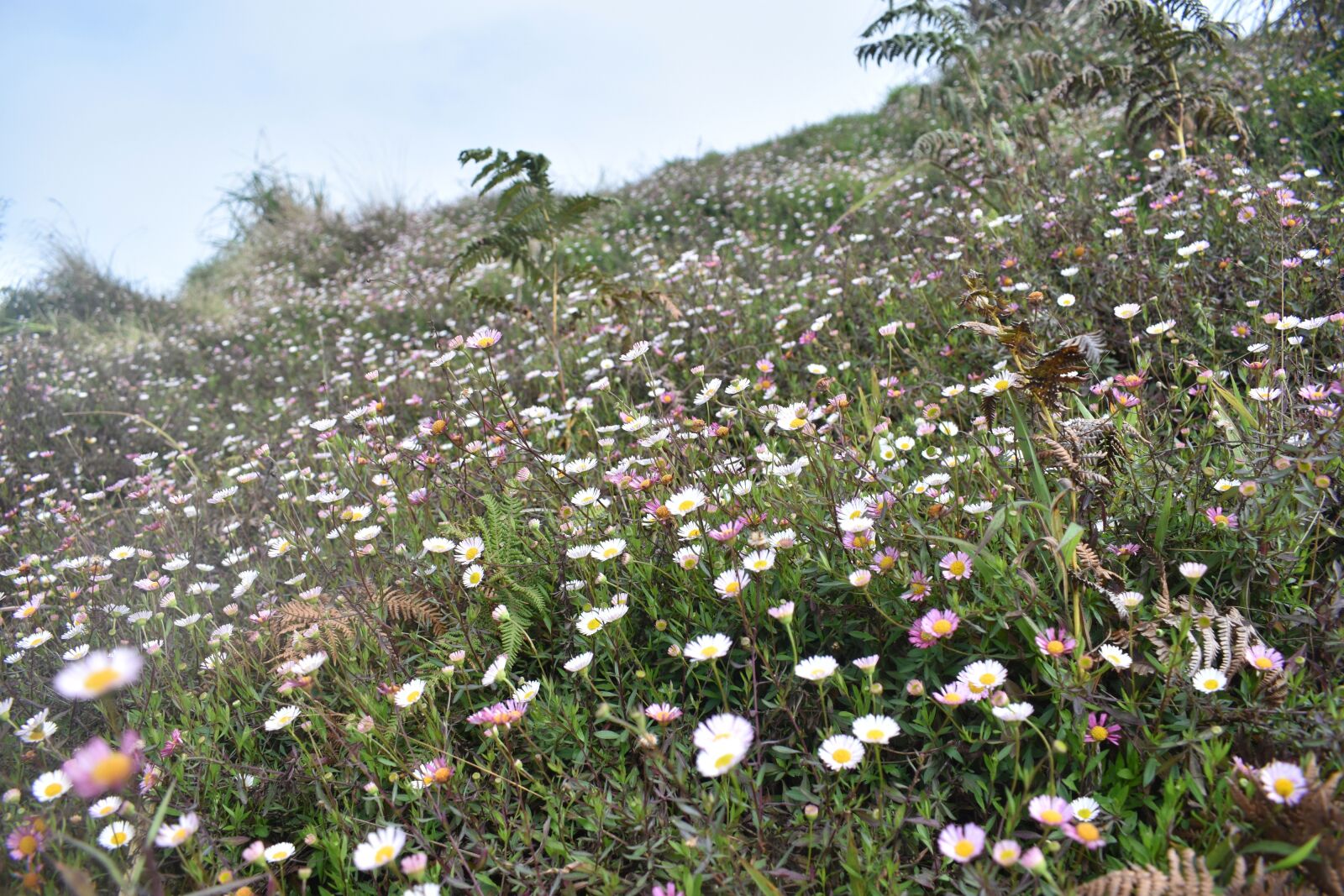 Nikon D3400 sample photo. Chamomile flowers, chamomile, flowers photography