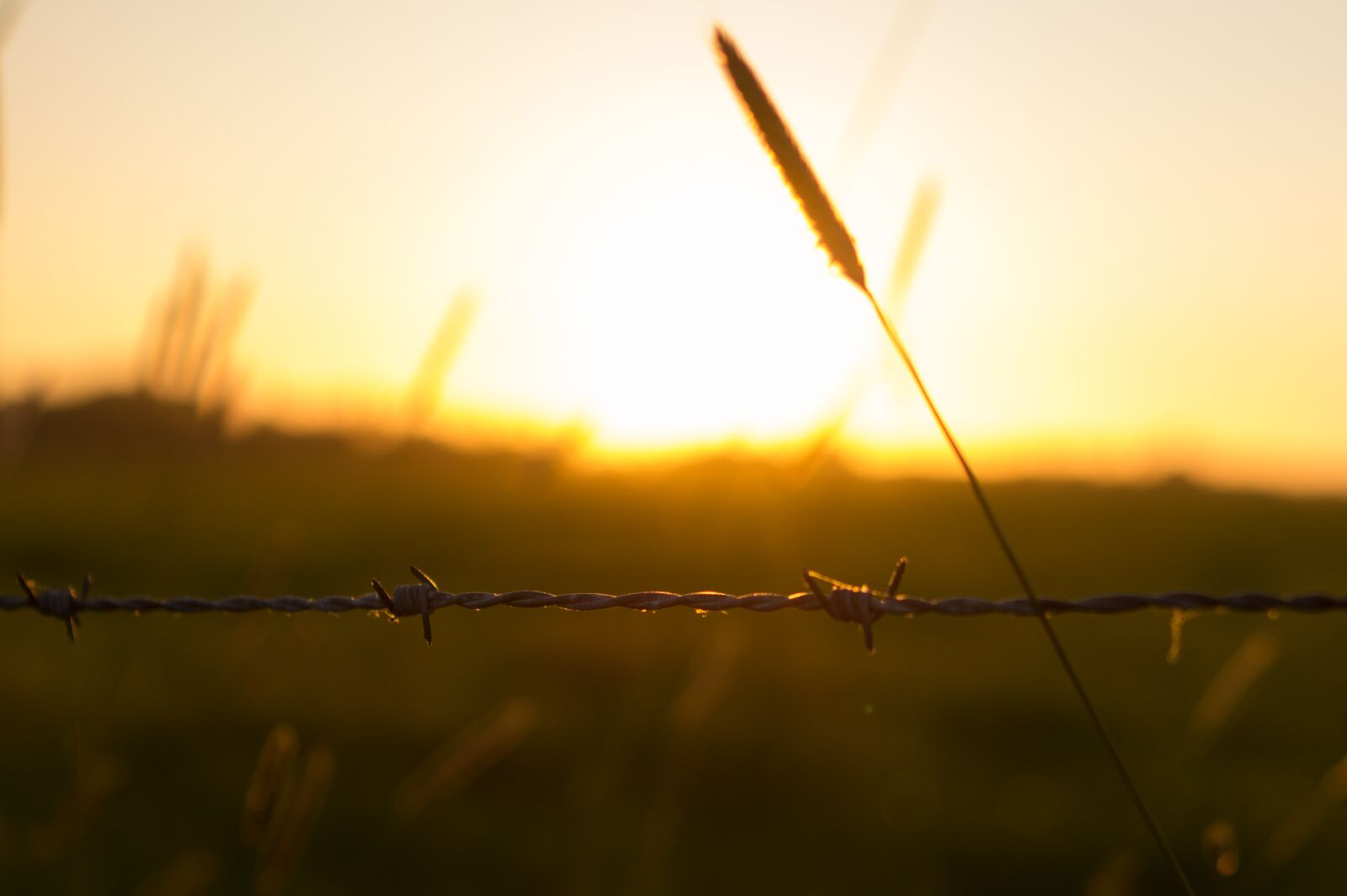 Sony SLT-A58 + Sony DT 35mm F1.8 SAM sample photo. Barbwire, fence, sunset photography