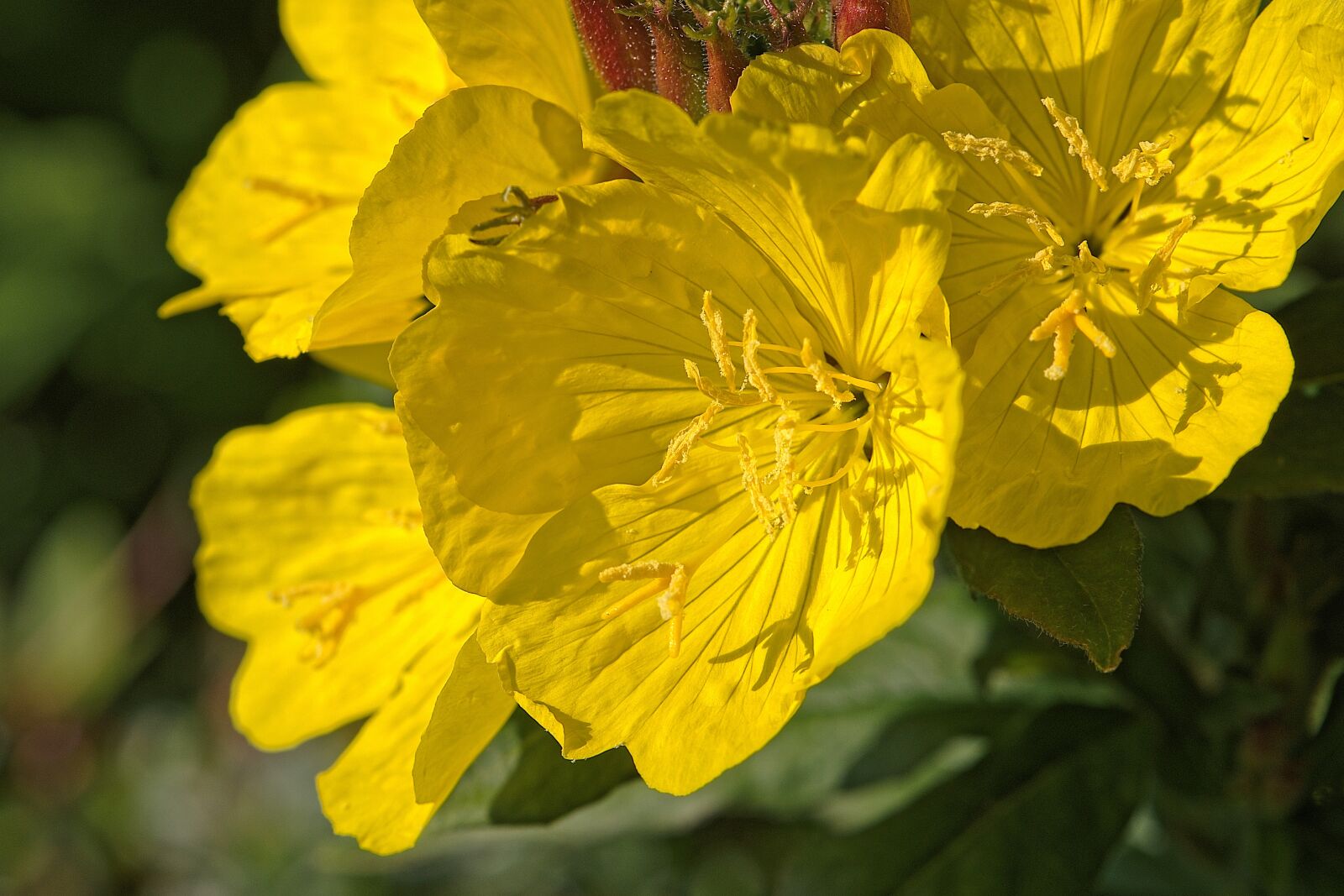 Nikon D5600 sample photo. Blossom, bloom, yellow photography