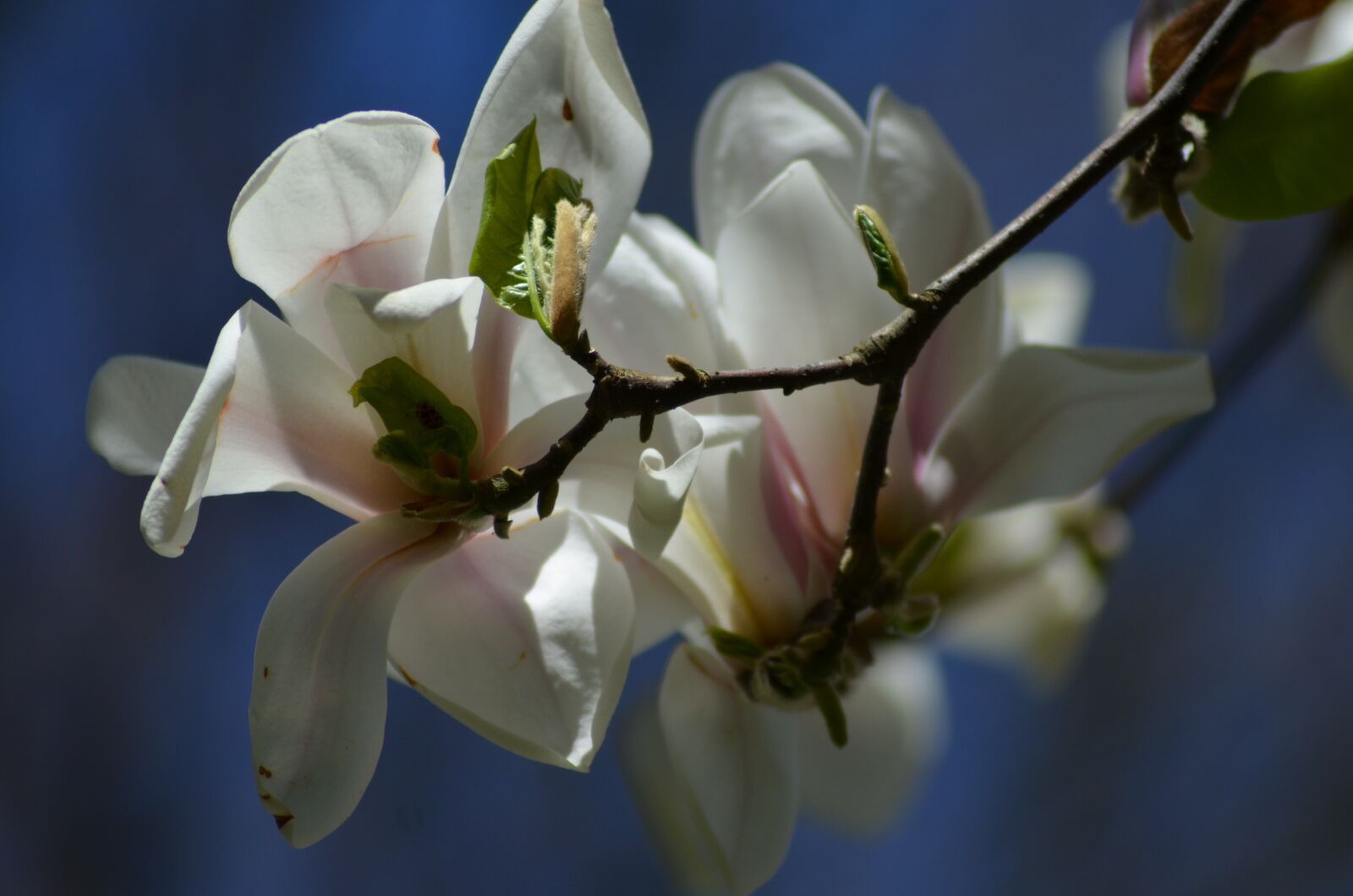 Nikon D5100 sample photo. Blossom, bloom, white photography