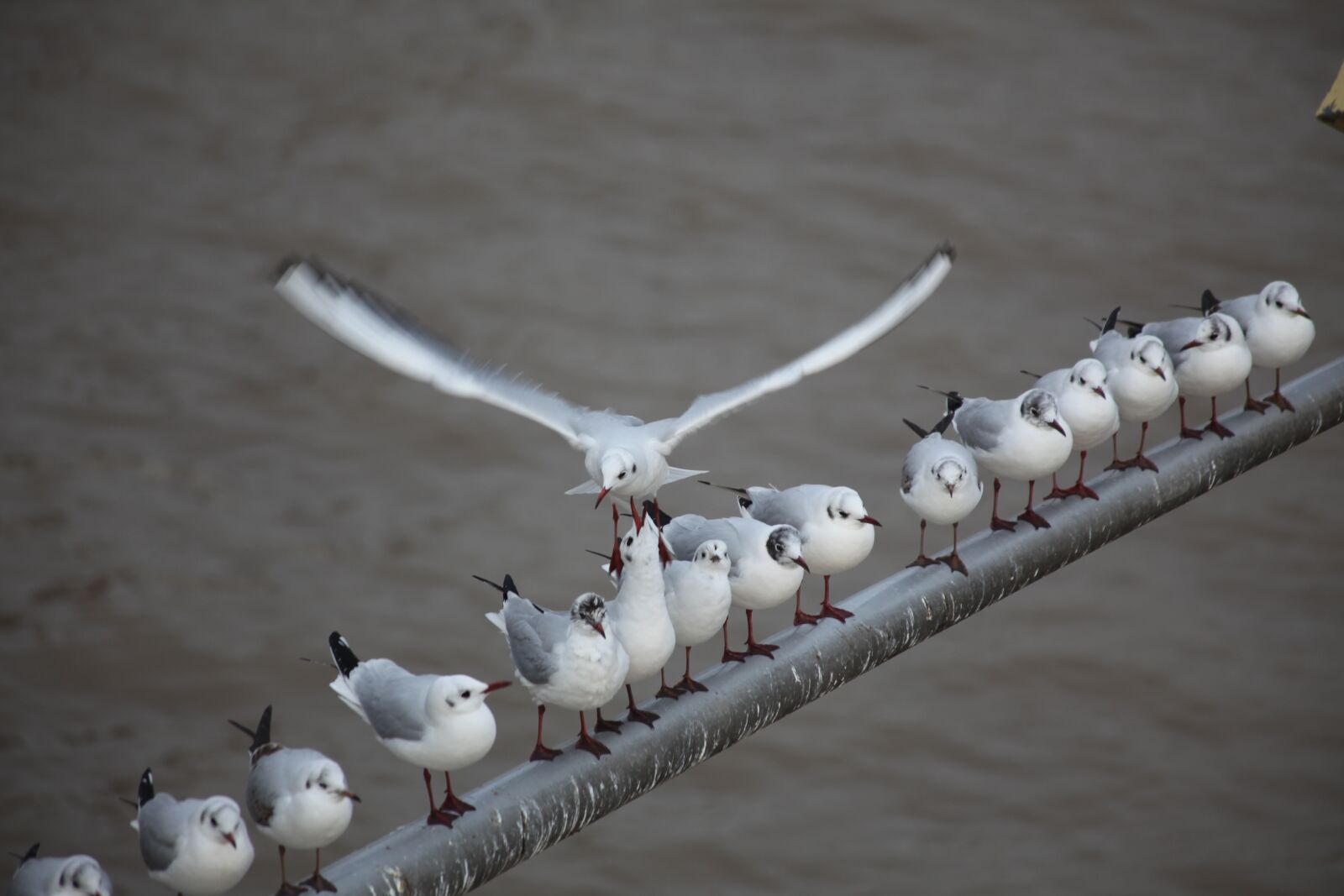 Canon EOS 5D Mark II sample photo. Gulls, flag pole, series photography