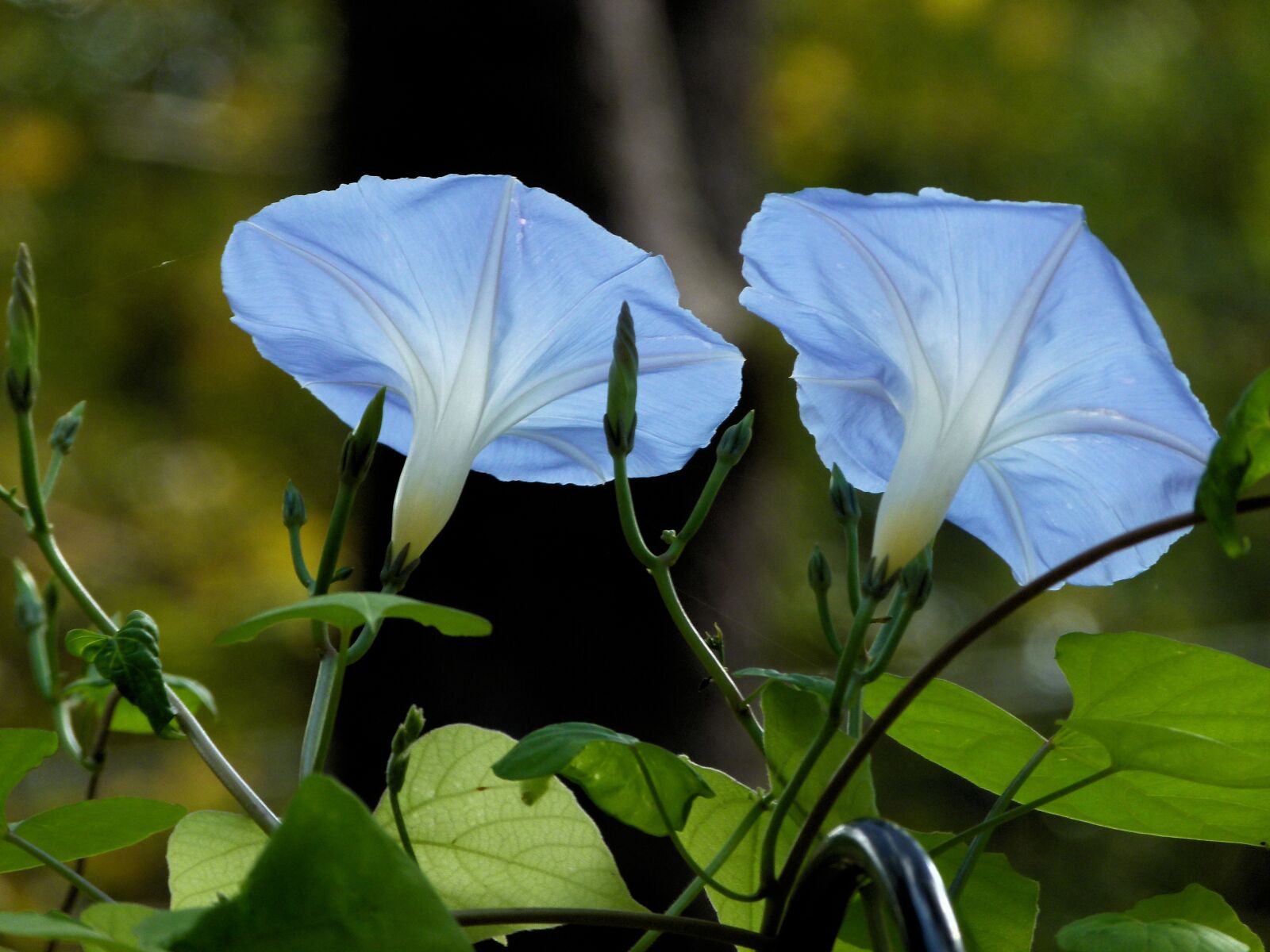 Panasonic Lumix DMC-FZ100 sample photo. Morning, glory, flower photography