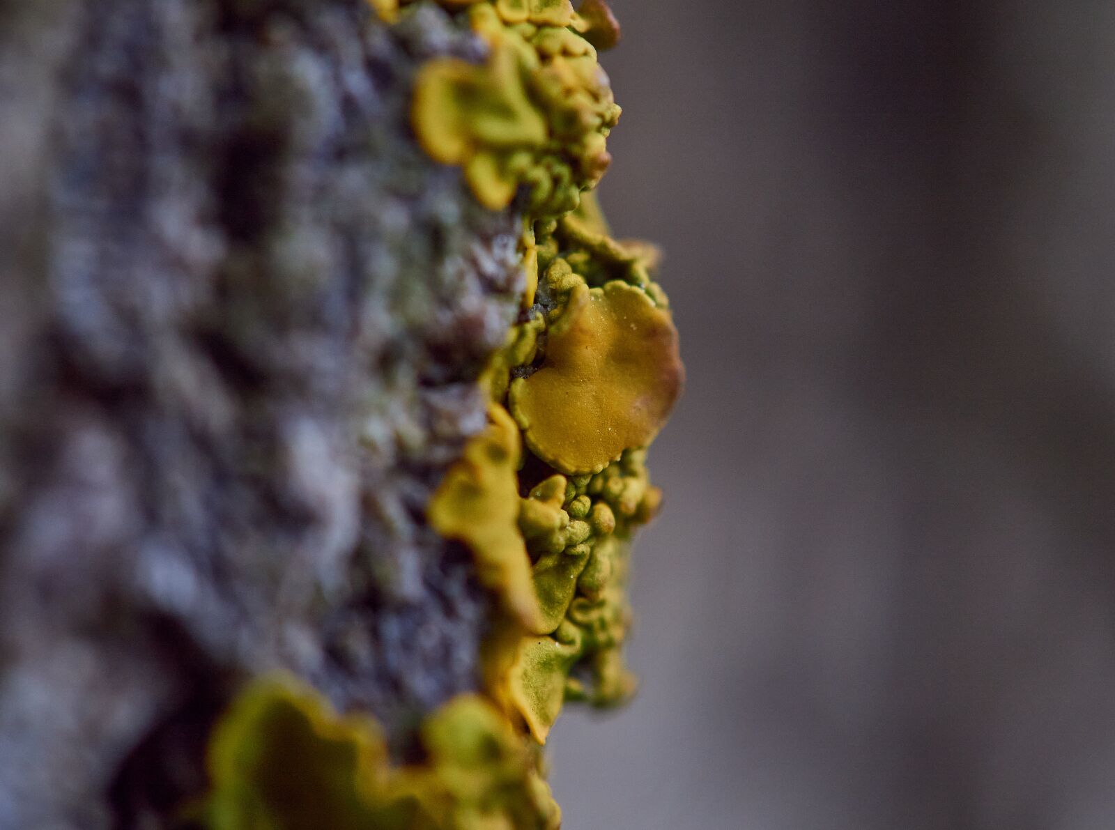 Olympus M.Zuiko Digital ED 60mm F2.8 Macro sample photo. Lichen, moss, plants photography