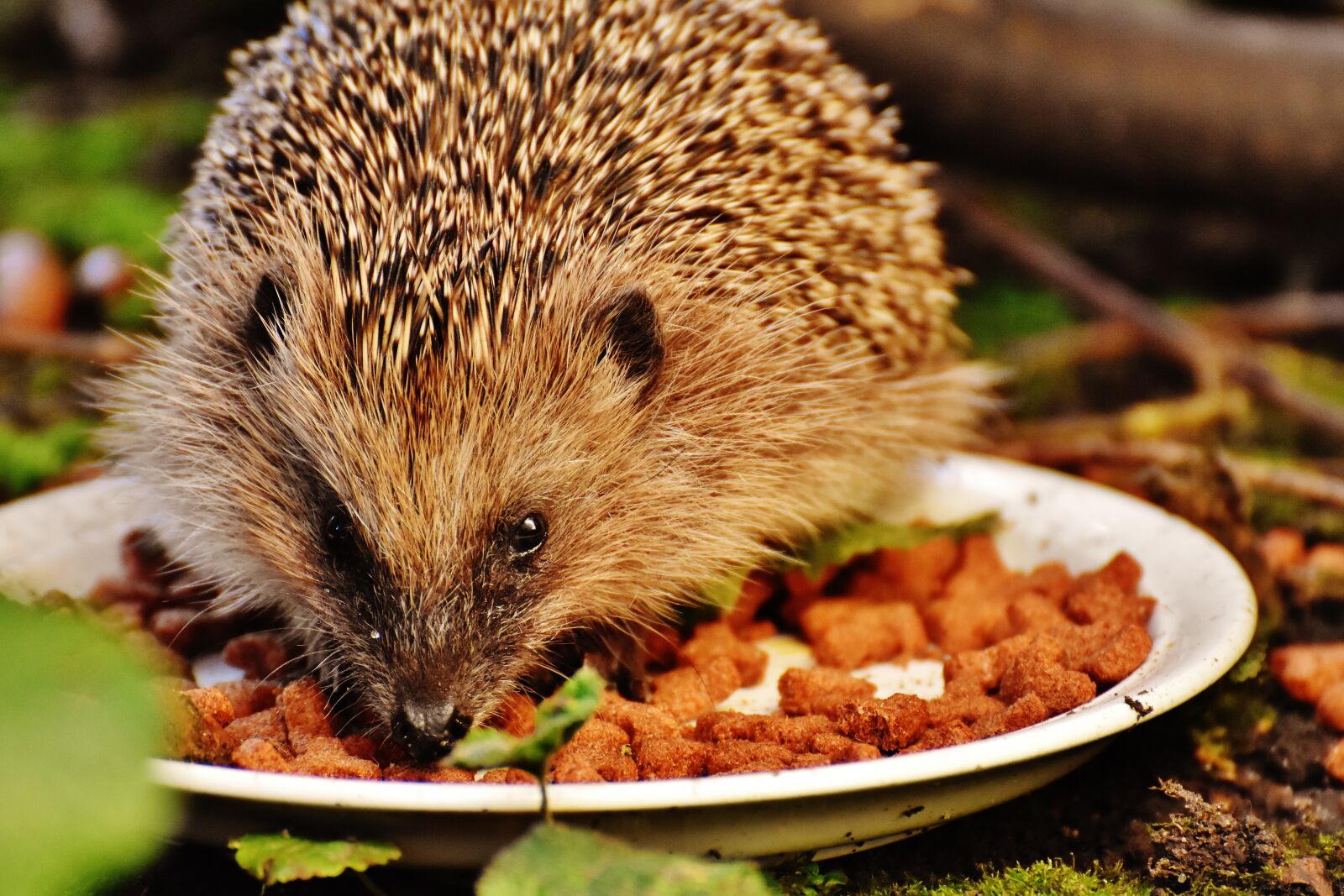 Nikon D7200 sample photo. Hedgehog child, young hedgehog photography