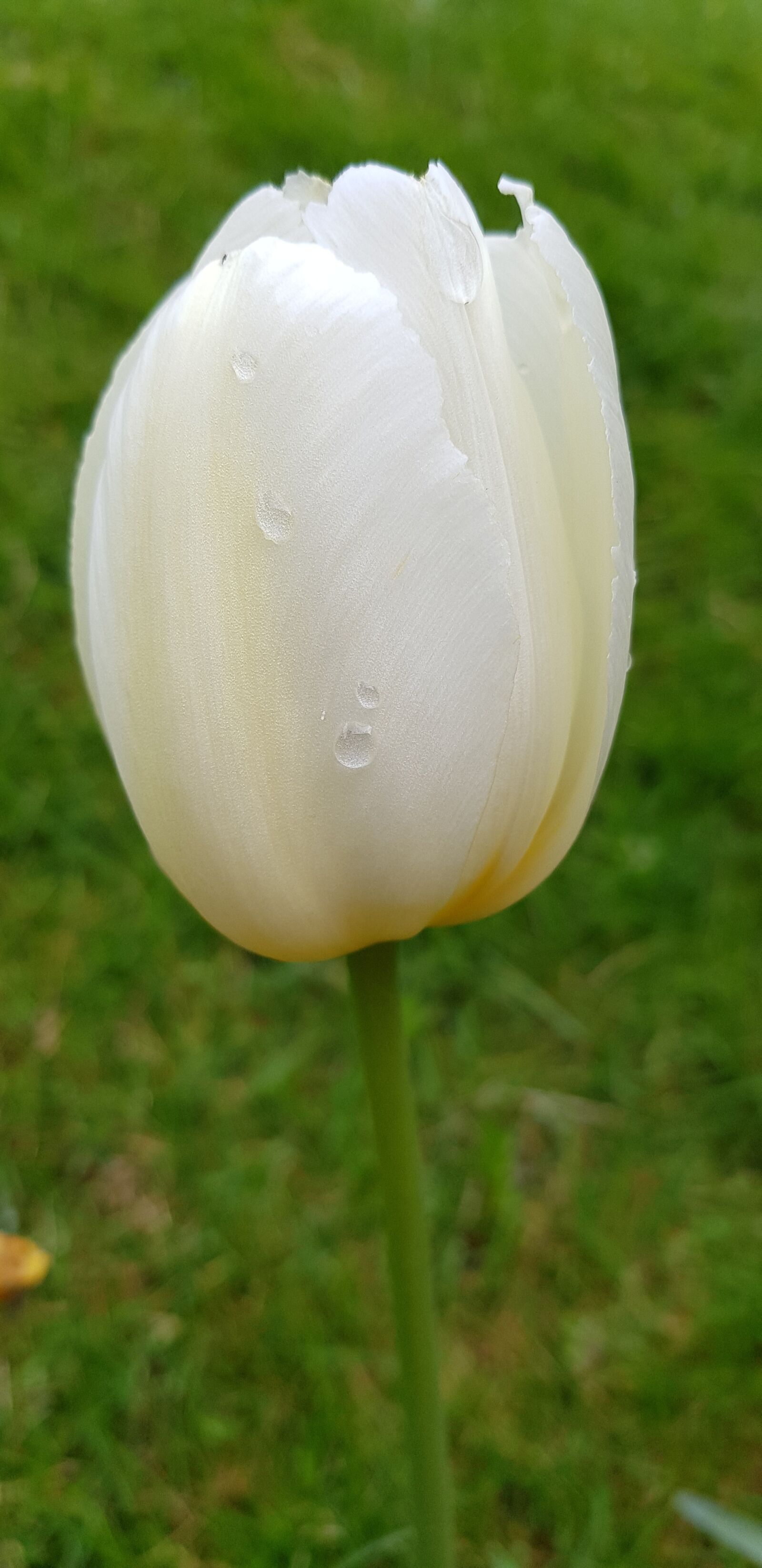 Samsung Galaxy S8+ sample photo. Flower, nature, flora photography