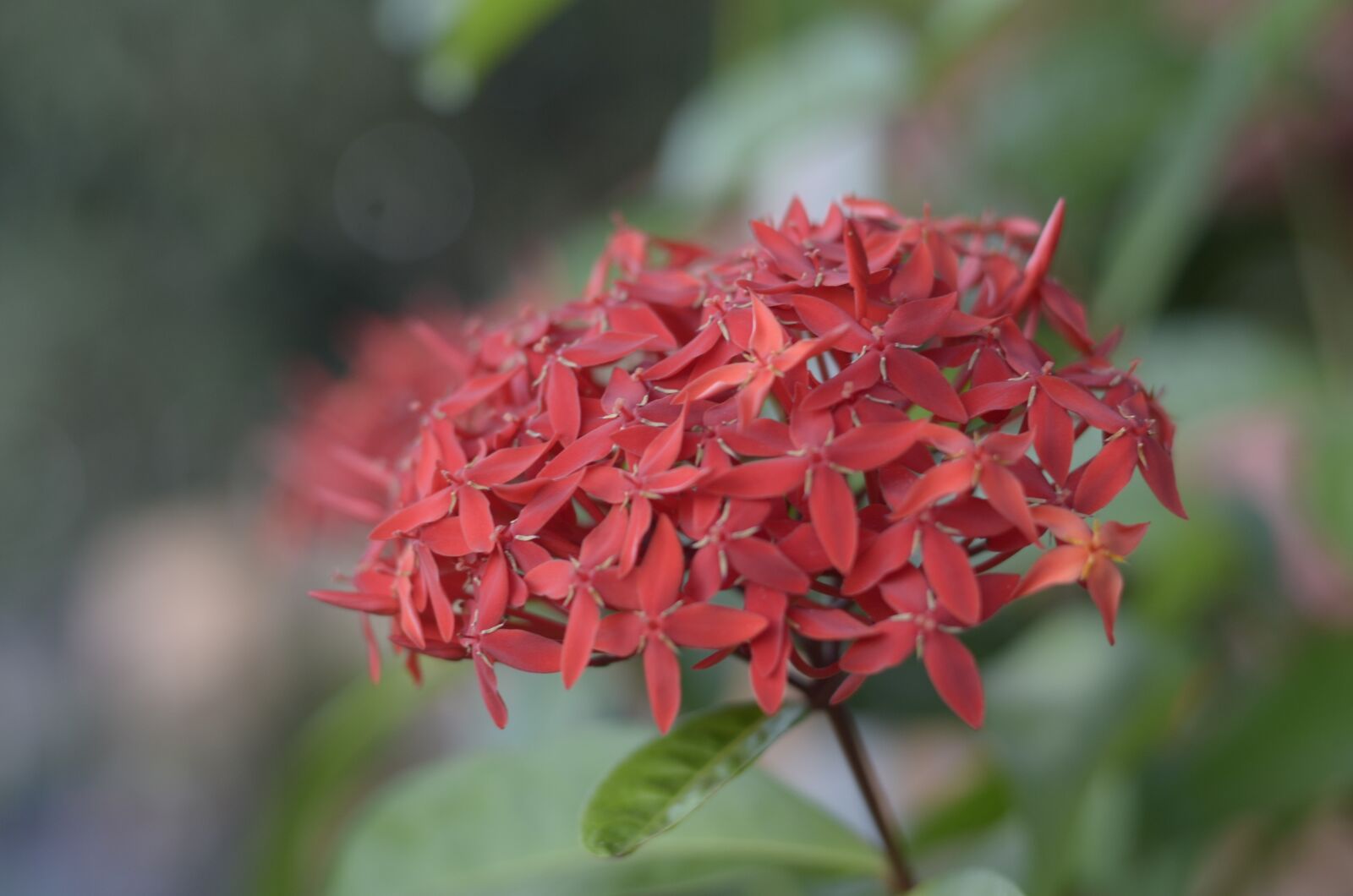 Nikon D5100 sample photo. Nature, flower, plant photography