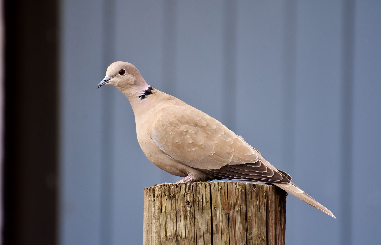 Nikon D7200 sample photo. Collared, bird, plumage photography