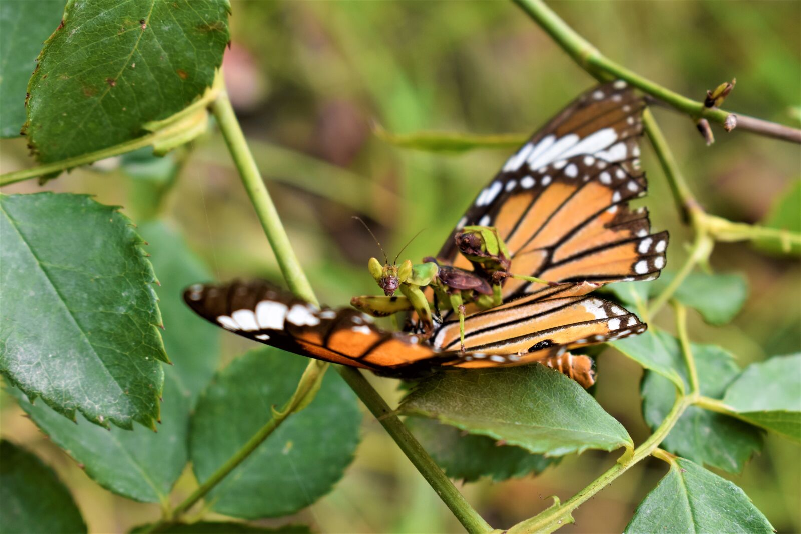 Nikon D5600 sample photo. Nature, mantis, insect photography
