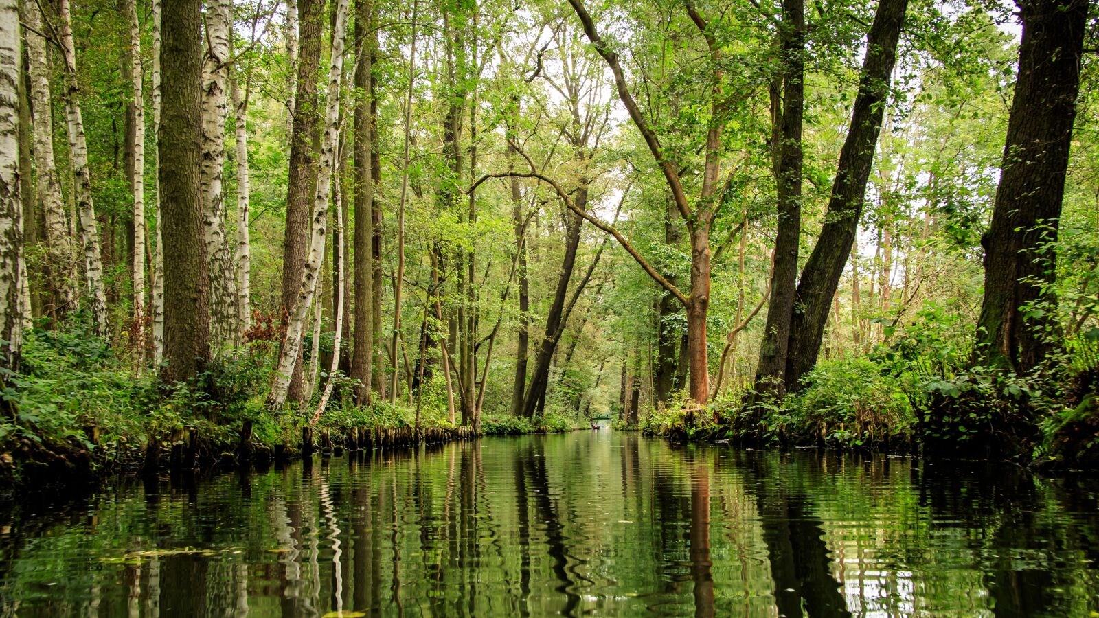 Canon EOS 80D sample photo. Spreewald, channels, depth photography