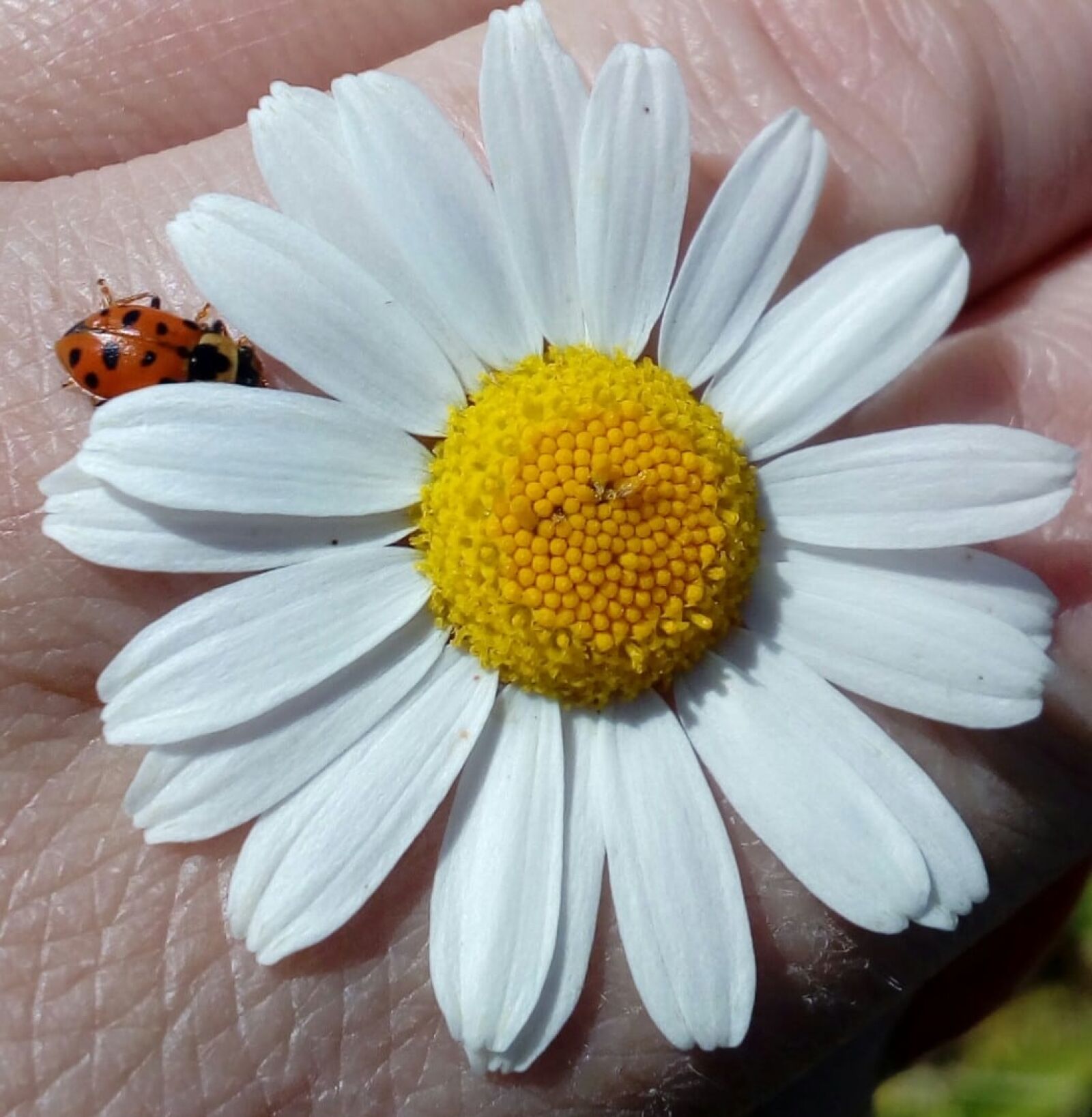 ZTE BLADE A510 sample photo. Daisy, hand, insect, ladybug photography
