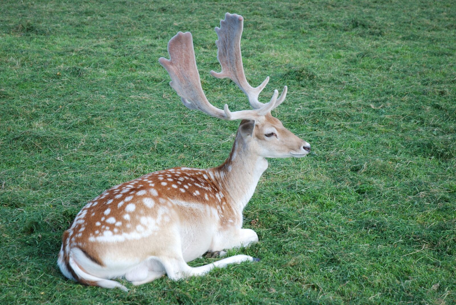 Nikon D80 sample photo. Grass, hirsch, nature photography