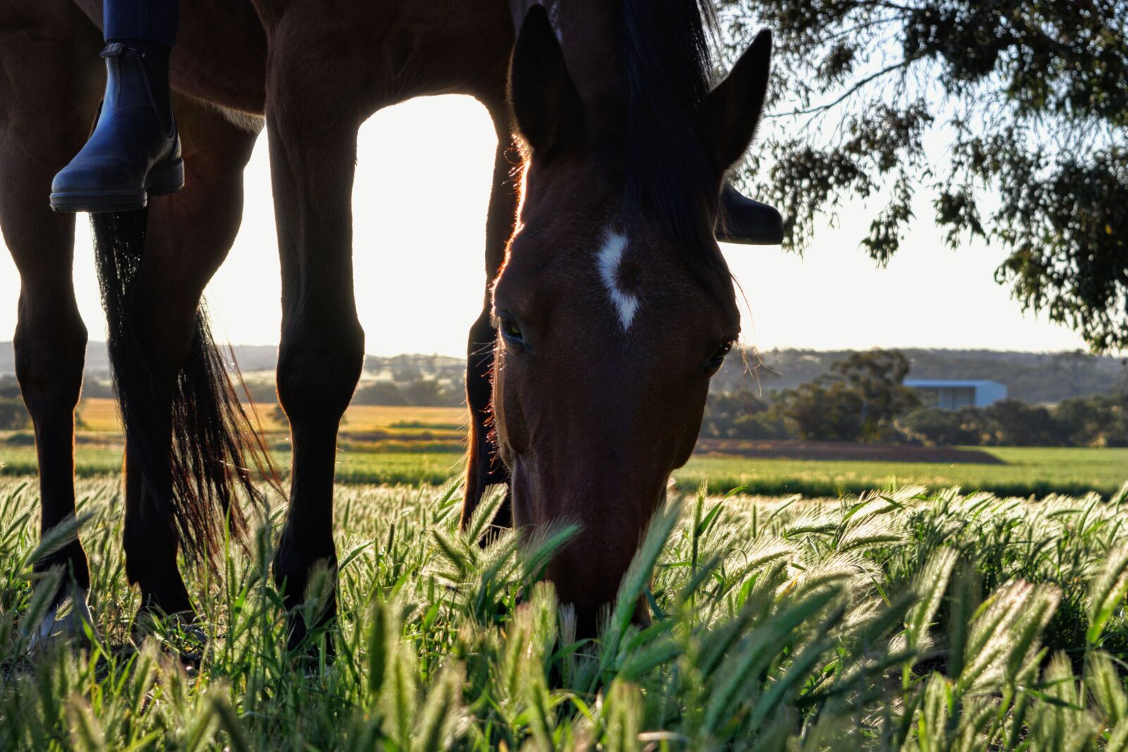 Nikon D3300 sample photo. Horse, graze, grass photography