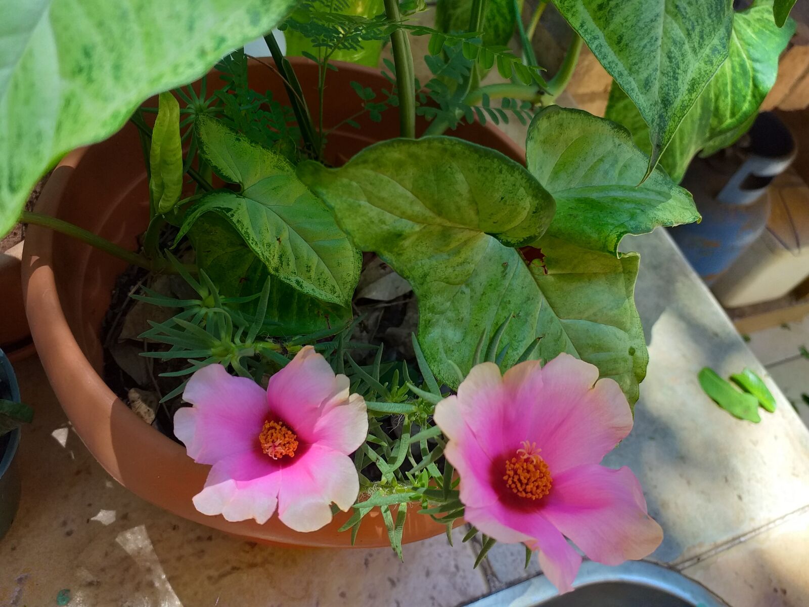 Samsung Galaxy J6+ sample photo. Flowers, plants, garden photography