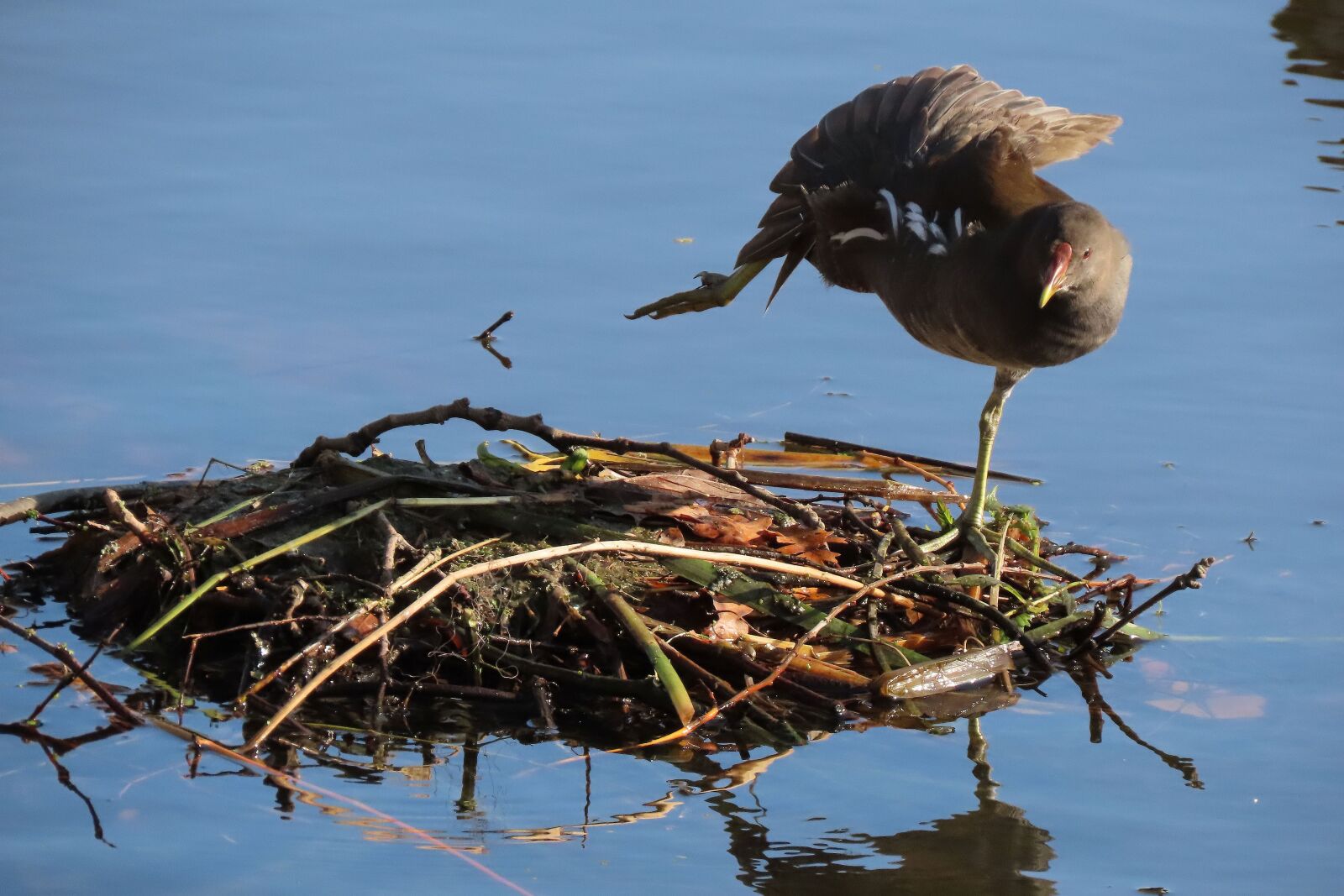 Canon PowerShot SX70 HS sample photo. Bird, water, nature photography