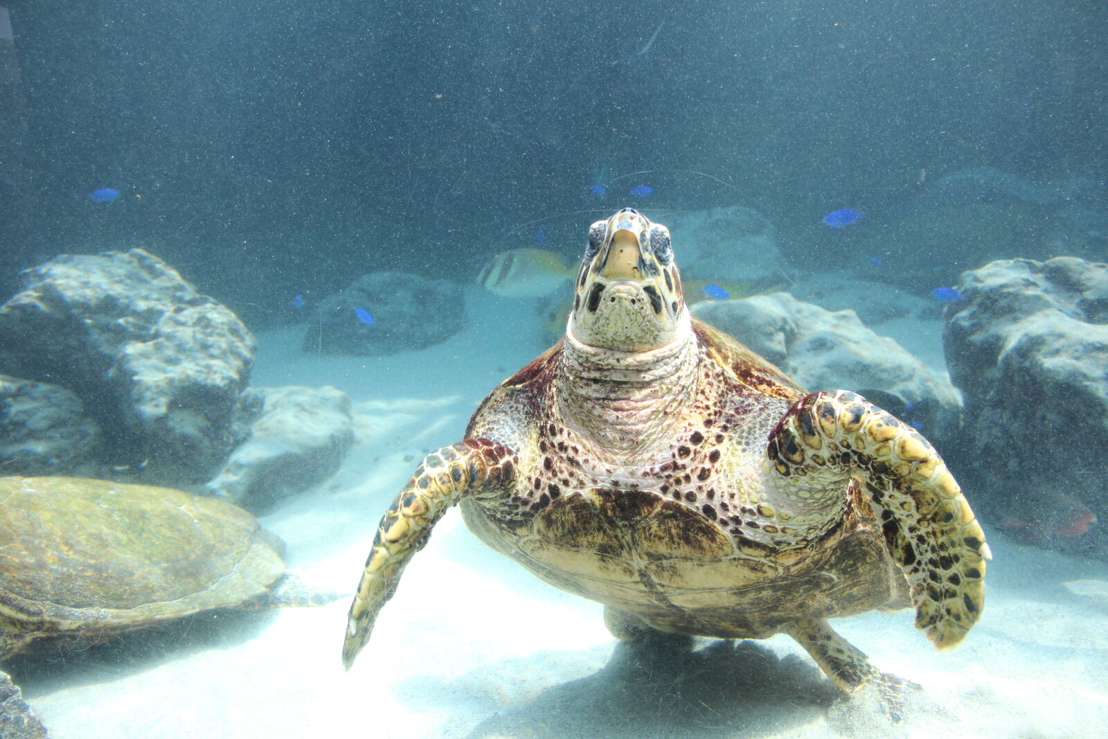 Canon EOS 600D (Rebel EOS T3i / EOS Kiss X5) sample photo. Sea, turtle, tortoise, turtle photography