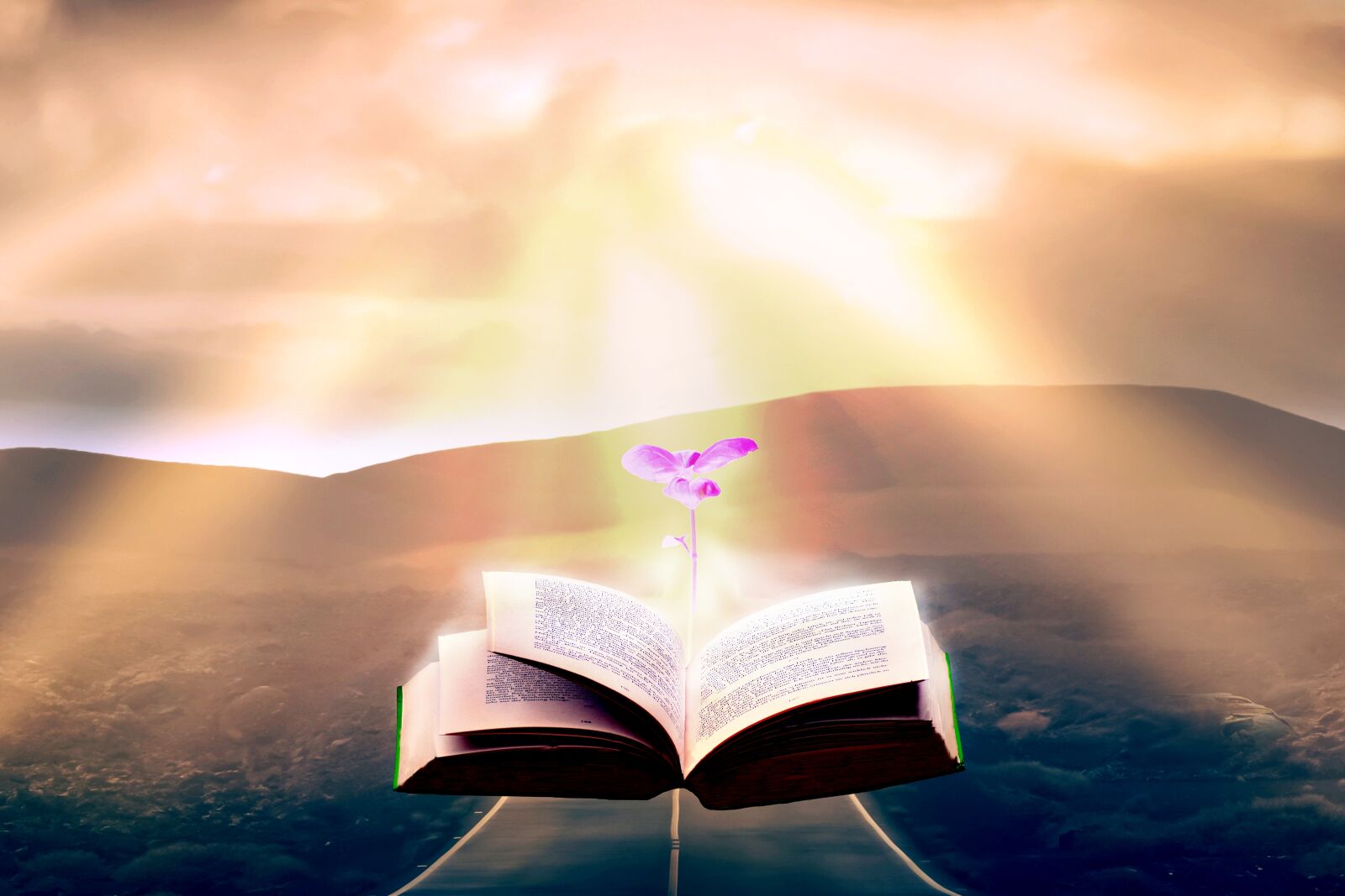 Nikon D5200 sample photo. Books, color, light photography
