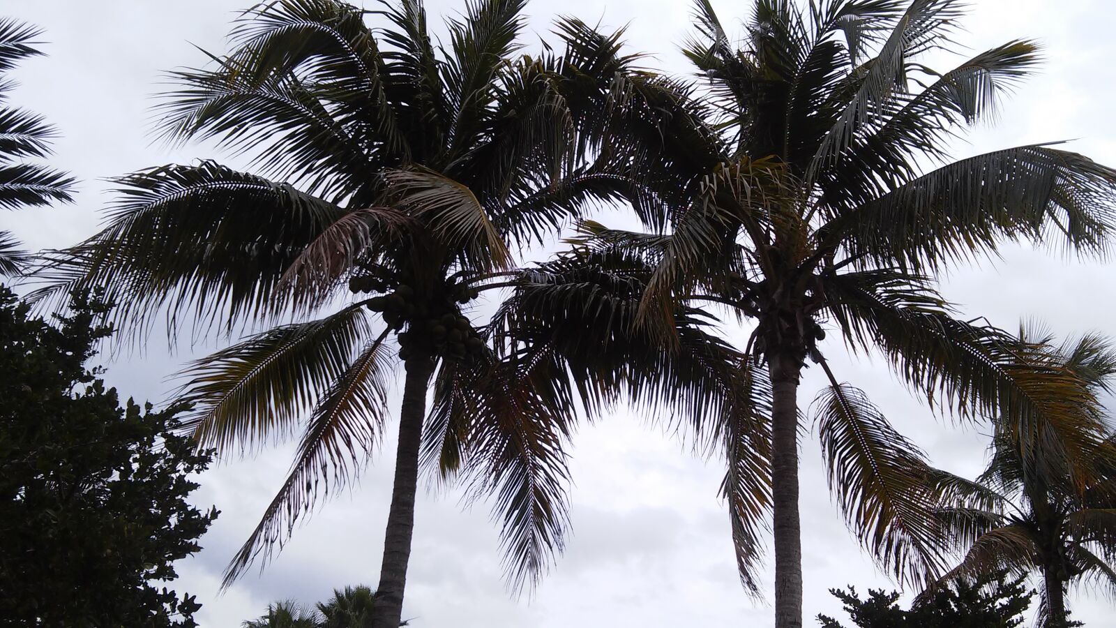 LG VOLT sample photo. Florida, palm, trees, sky photography