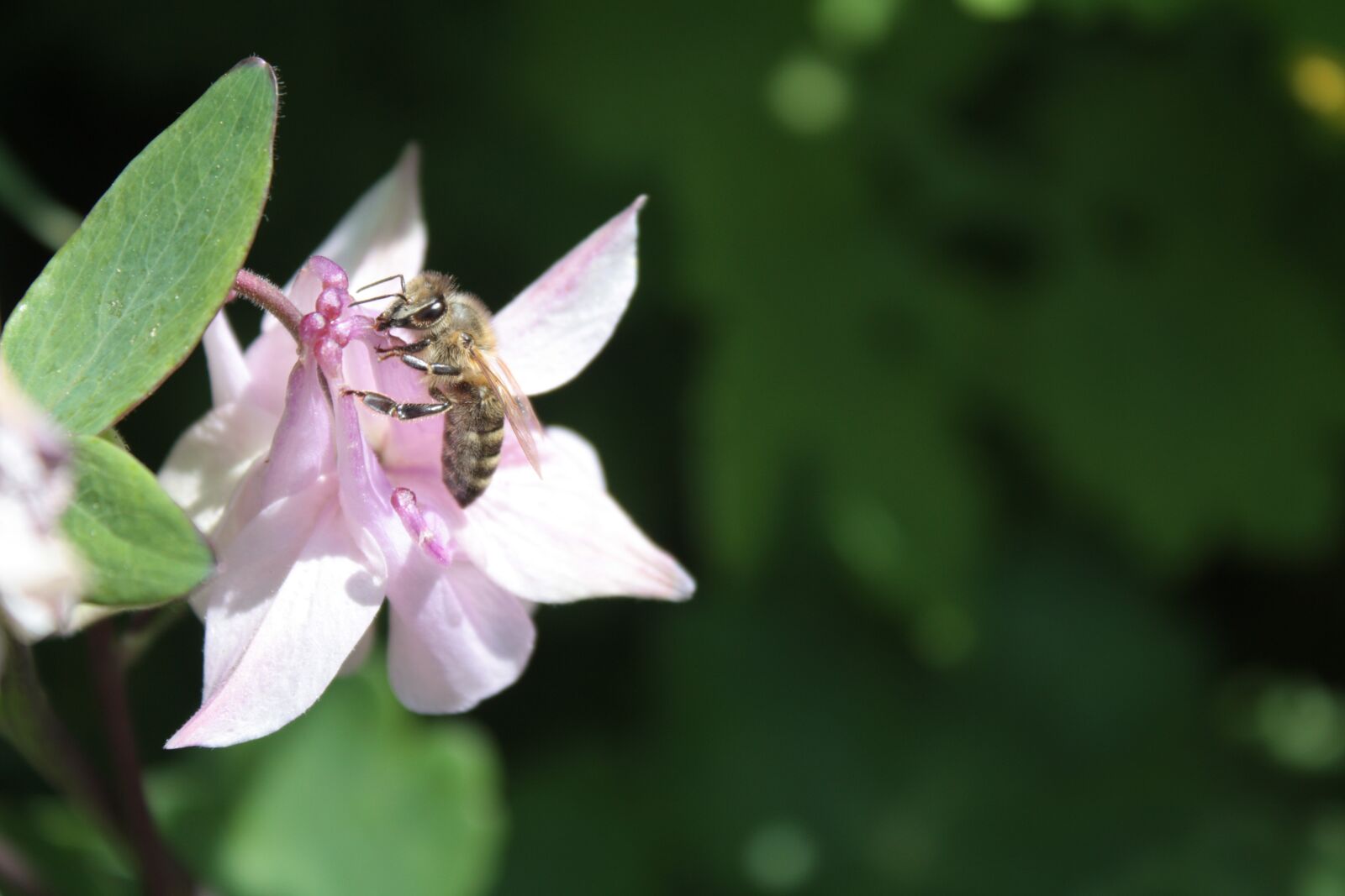Canon EOS 450D (EOS Rebel XSi / EOS Kiss X2) sample photo. Columbine bee wild bee photography